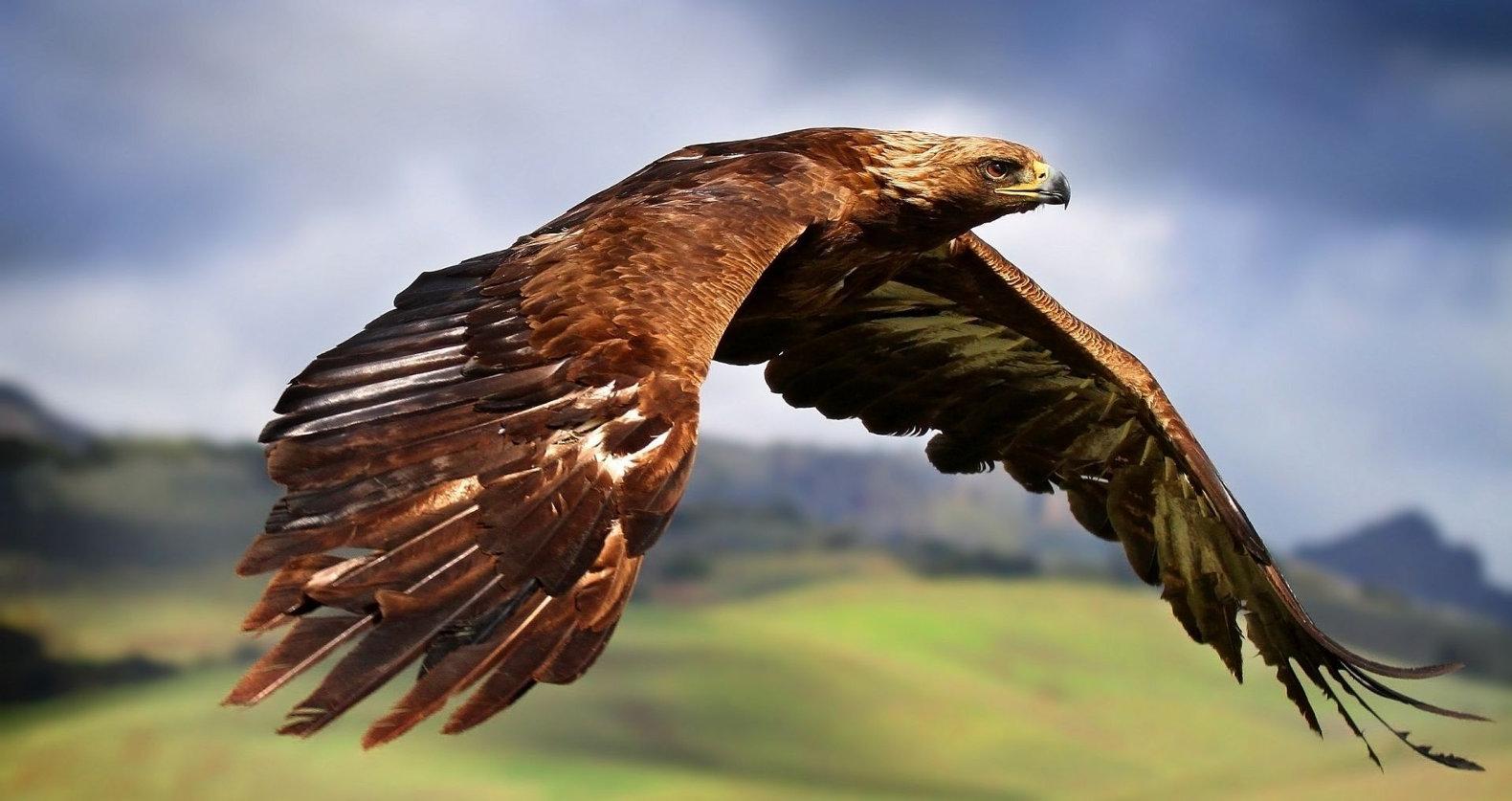 1580x837 golden eagle in flight « Inhabitat