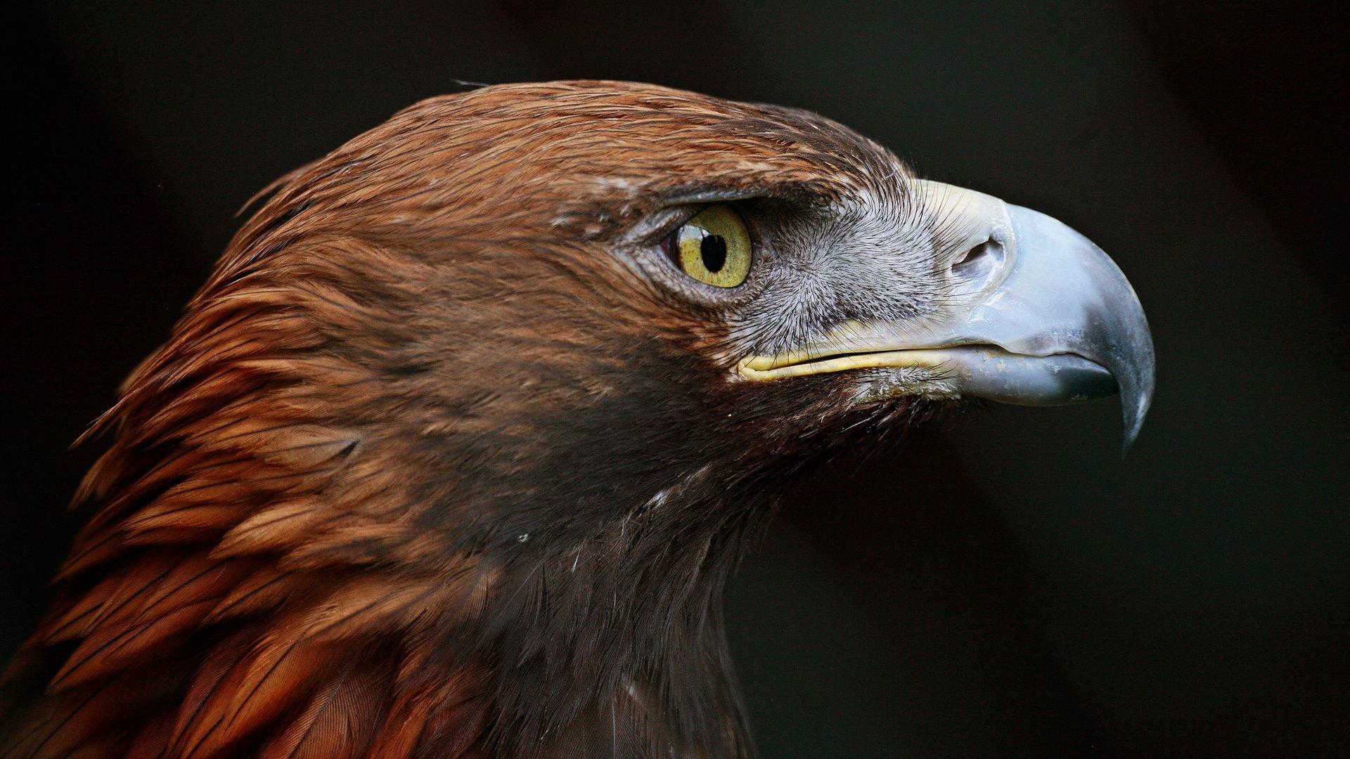 Golden Eagle HD Wallpapers - Top Free Golden Eagle HD Backgrounds ...