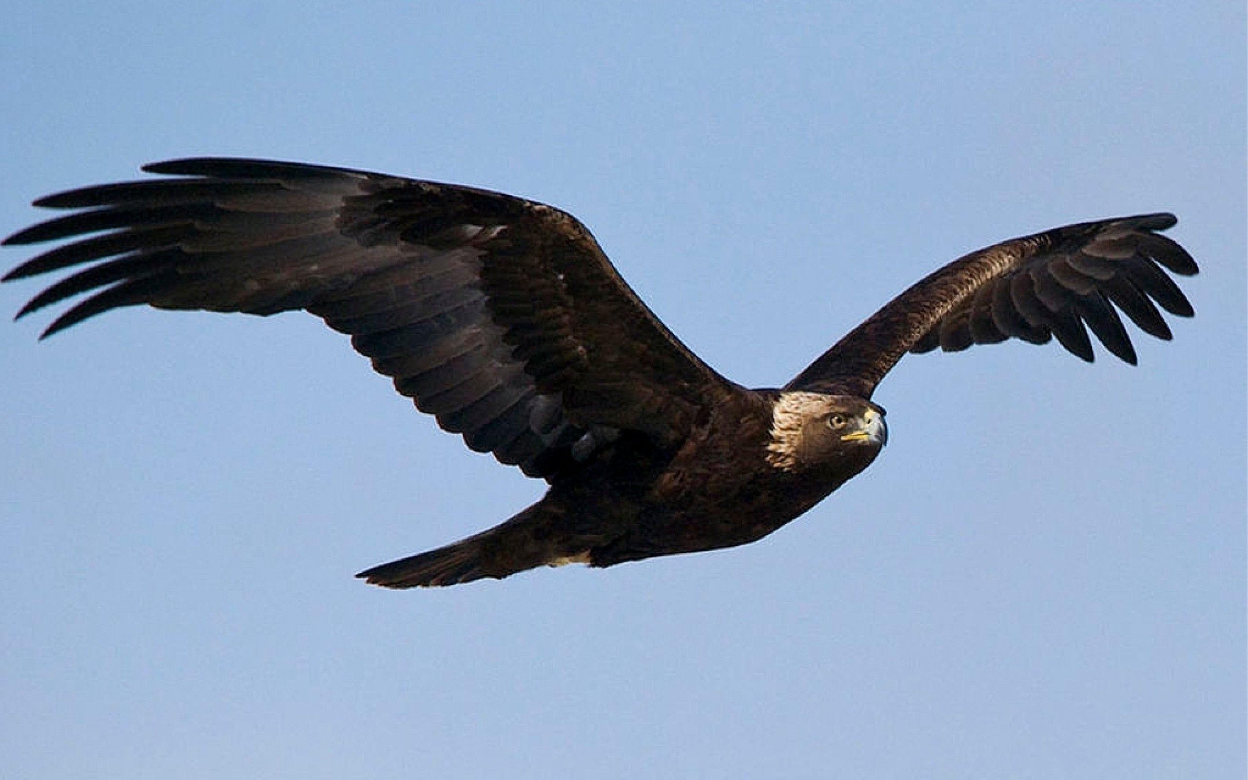 2560x1600 Philadelphia Eagles iPhone Wallpaper Golden Eagle Wallpaper Desktop
