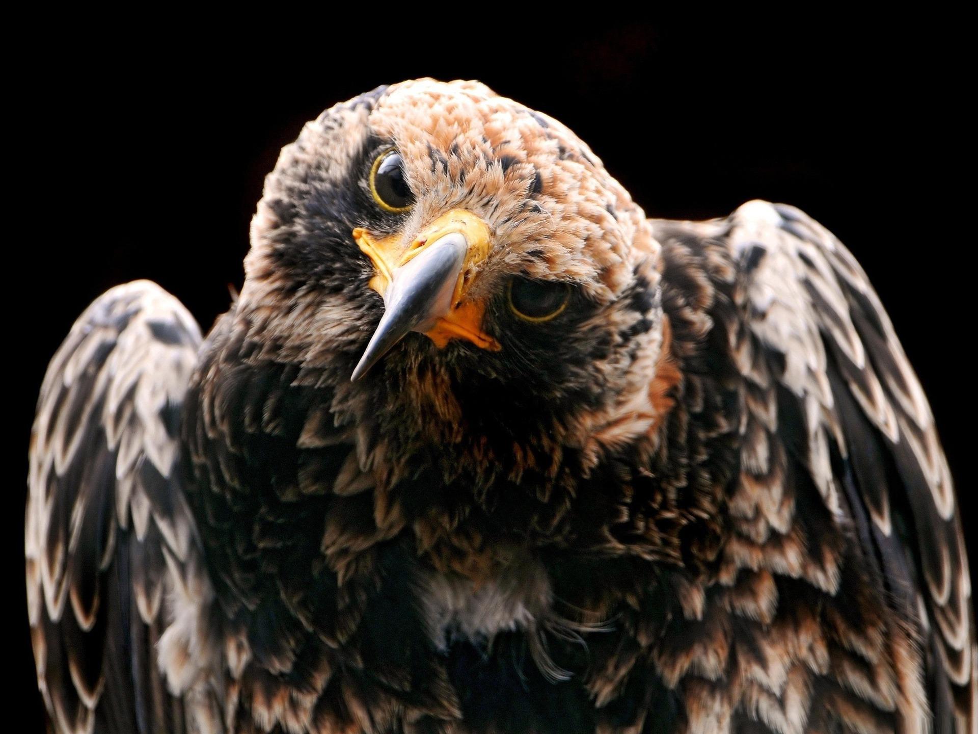 1920x1440 Golden Eagle Bird Photography Wallpaper