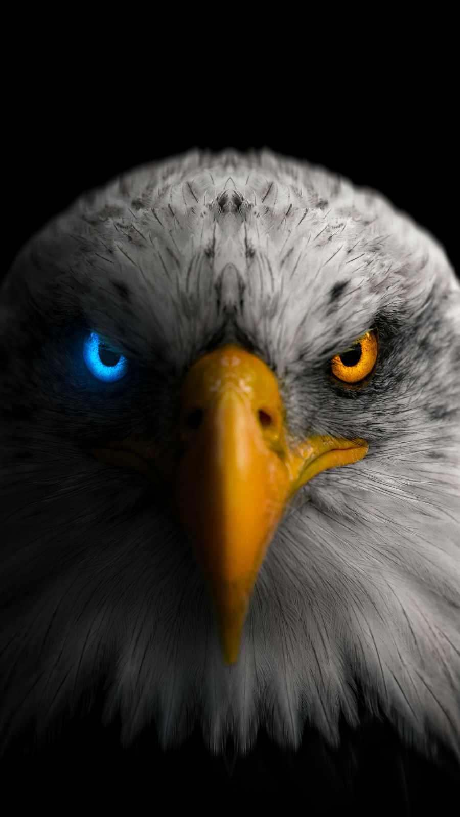 900x1600 Golden Eagle Eyes IPhone Wallpaper Wallpaper : iPhone Wallpaper