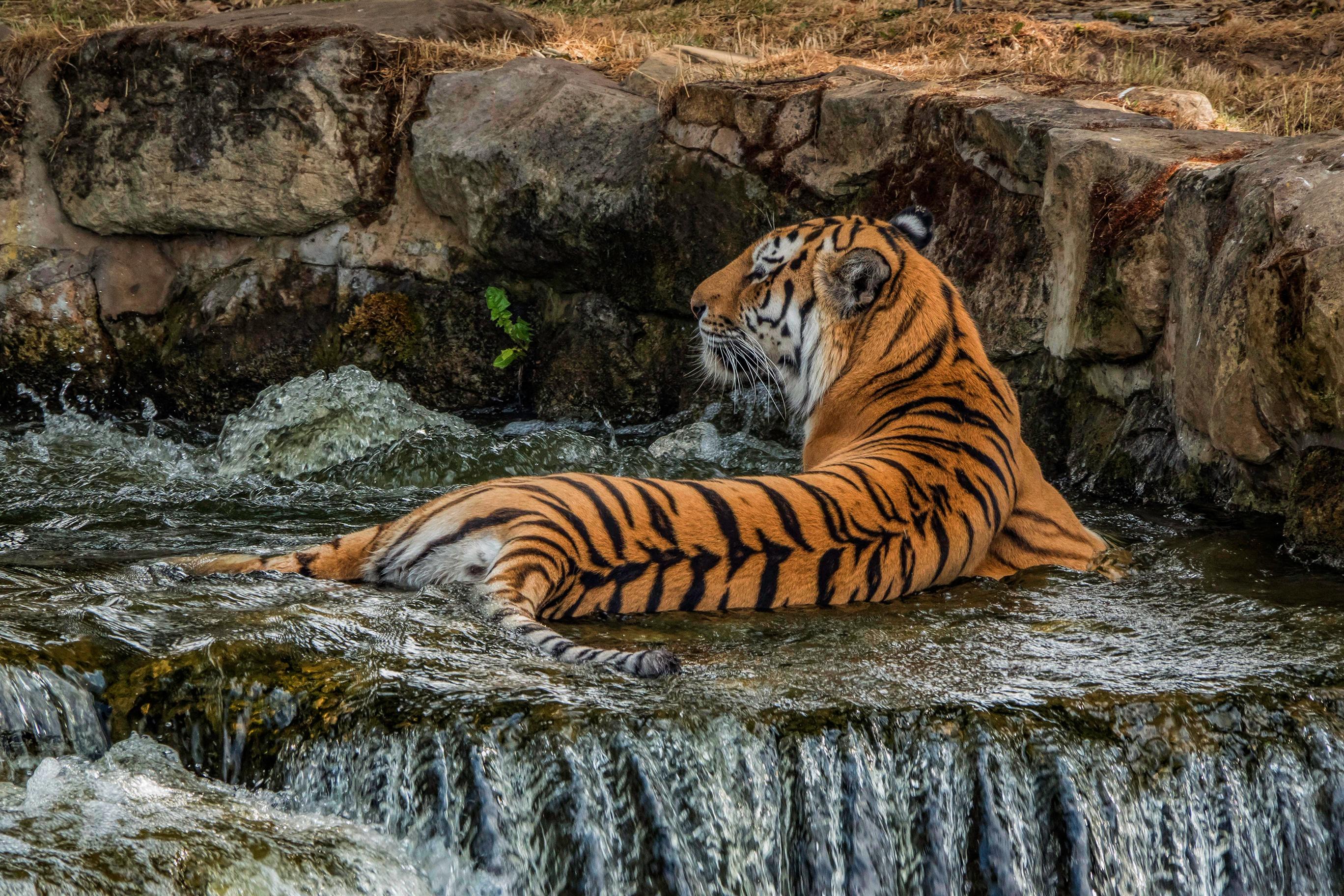 2736x1824 Photos tiger Water Animals 2736x1824