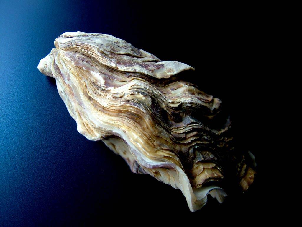 1024x768 Pacific Oyster Wallpaper
