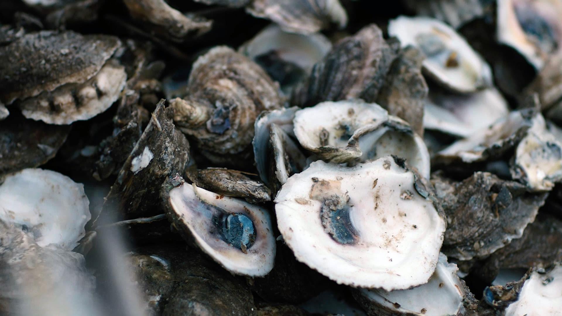 1920x1080 Watch How Oysters Can Help Fight Climate Change. The New Yorker Documentary. The New Yorker