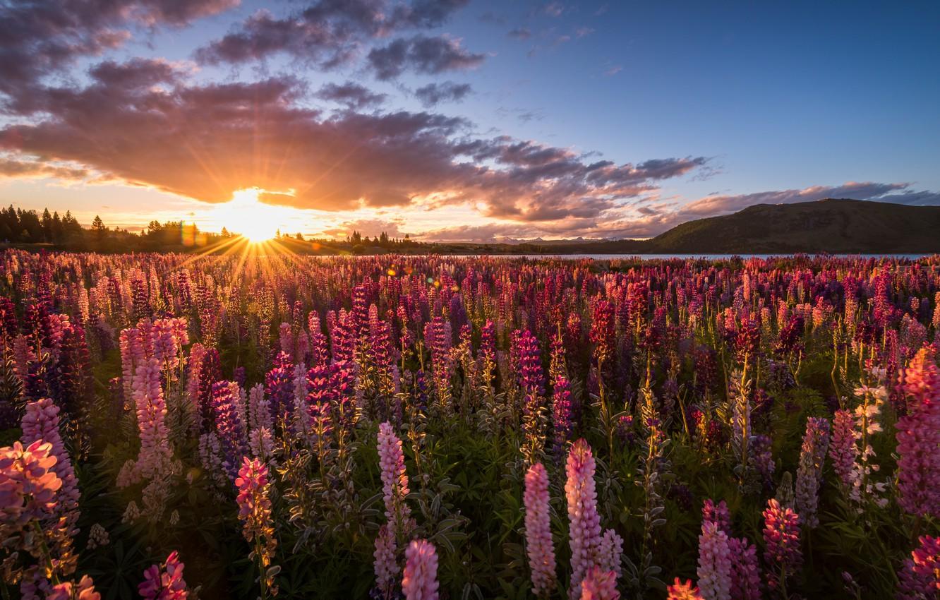 1332x850 Wallpaper New Zealand, Mackenzie District, Canterbury image for desktop, section природа
