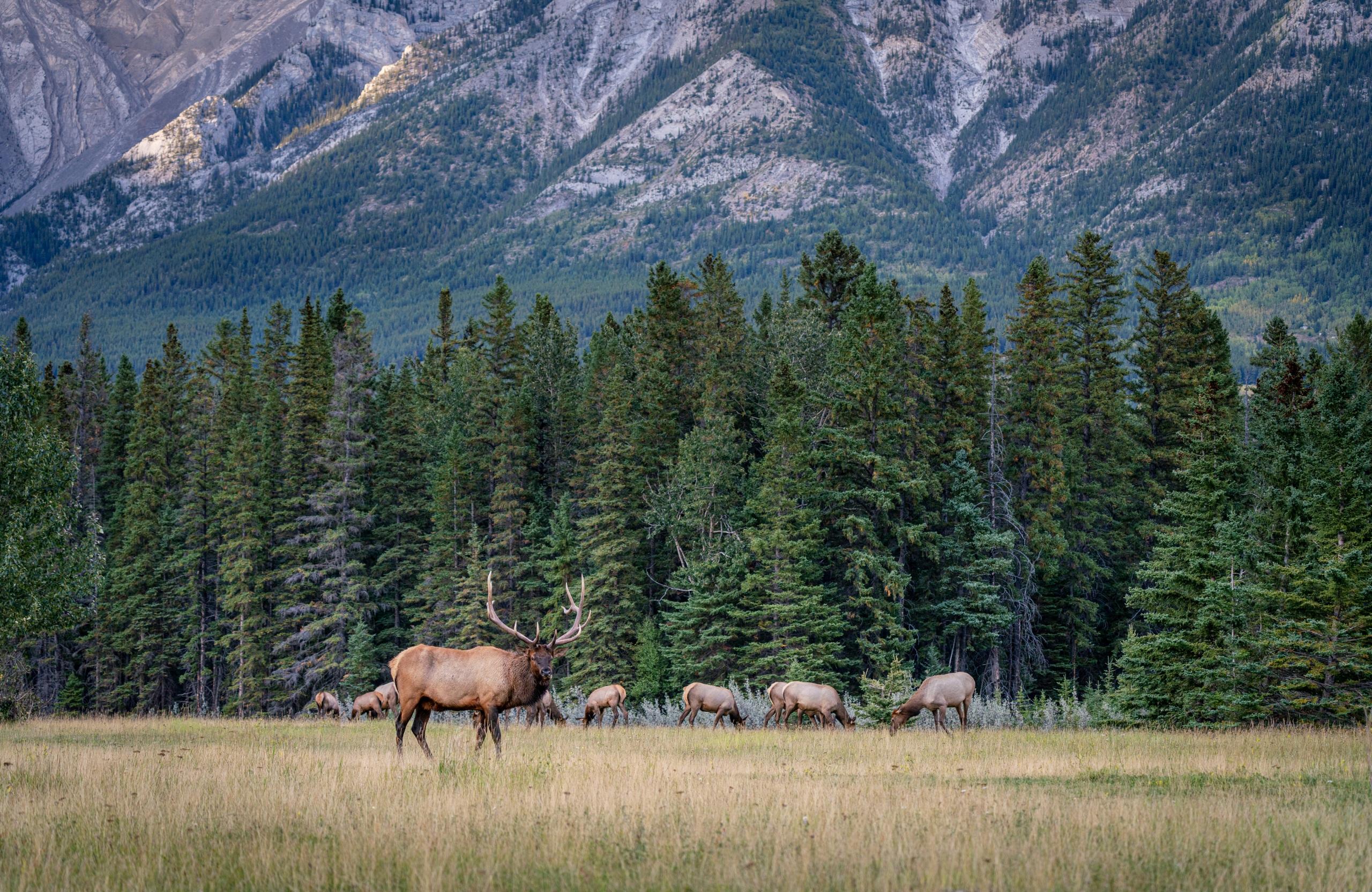 2560x1664 Image Deer Banff Canada Nature Spruce Mountains Parks 2560x1664