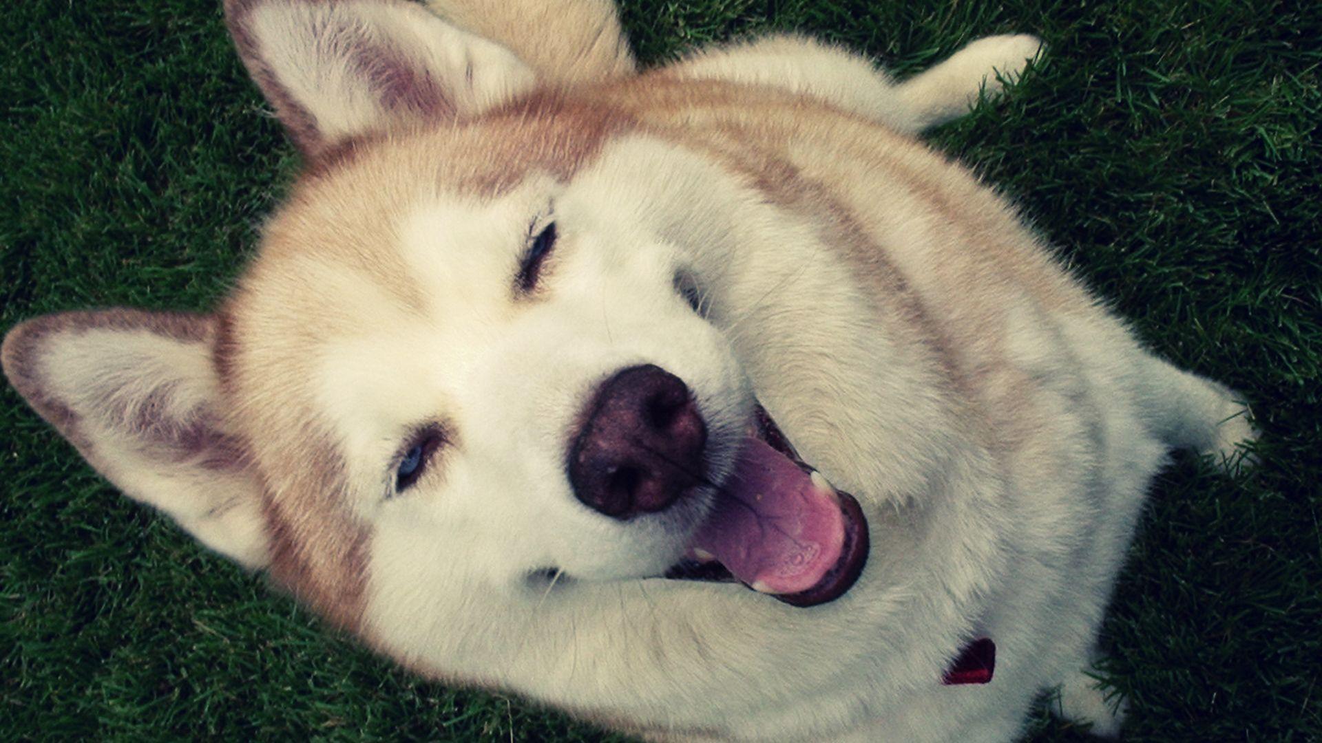 1920x1080 Funny Husky Wallpaper