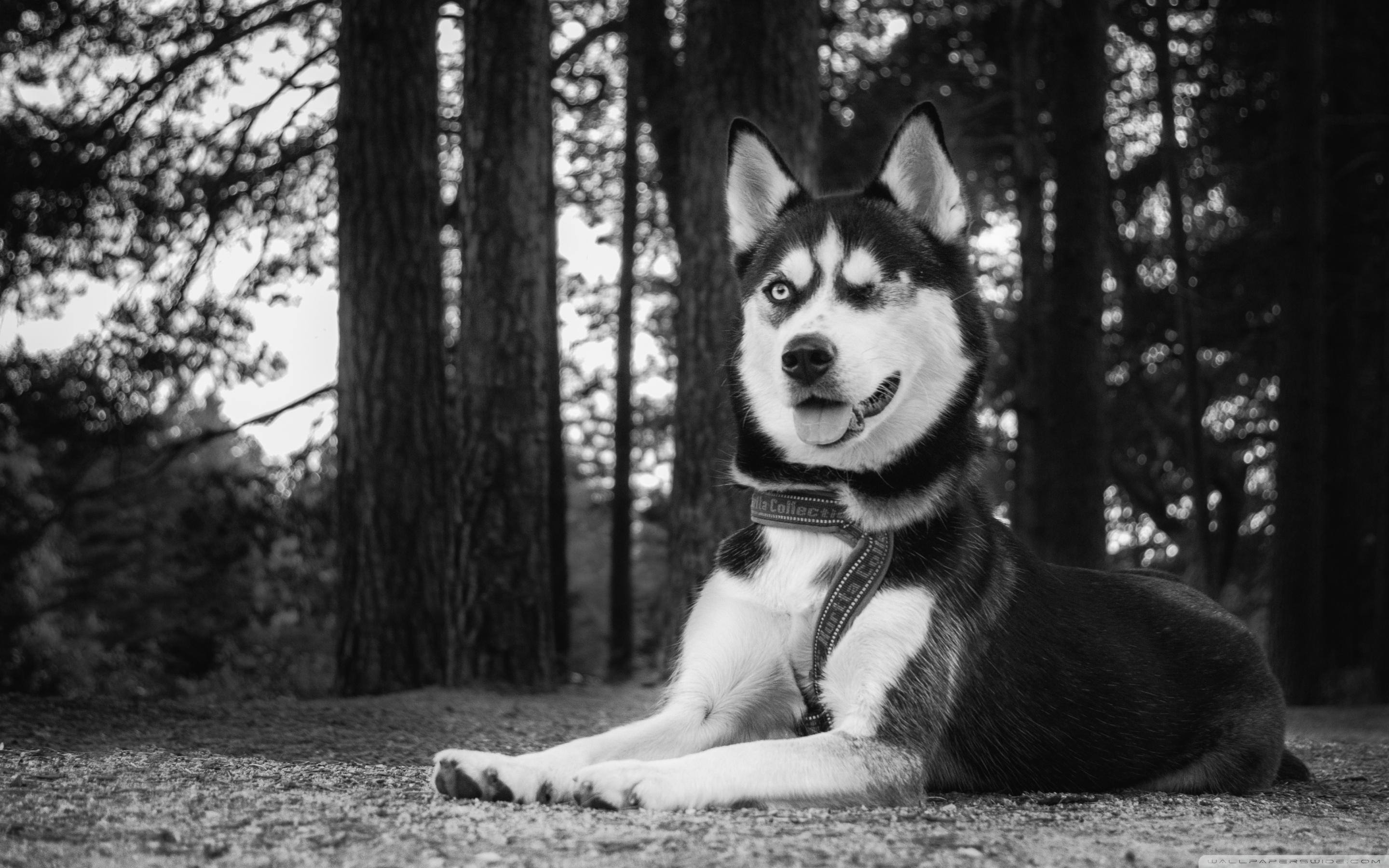 2880x1800 Funny Husky Dog Ultra HD Desktop Background Wallpaper for 4K UHD TV : Widescreen & UltraWide Desktop & Laptop : Tablet
