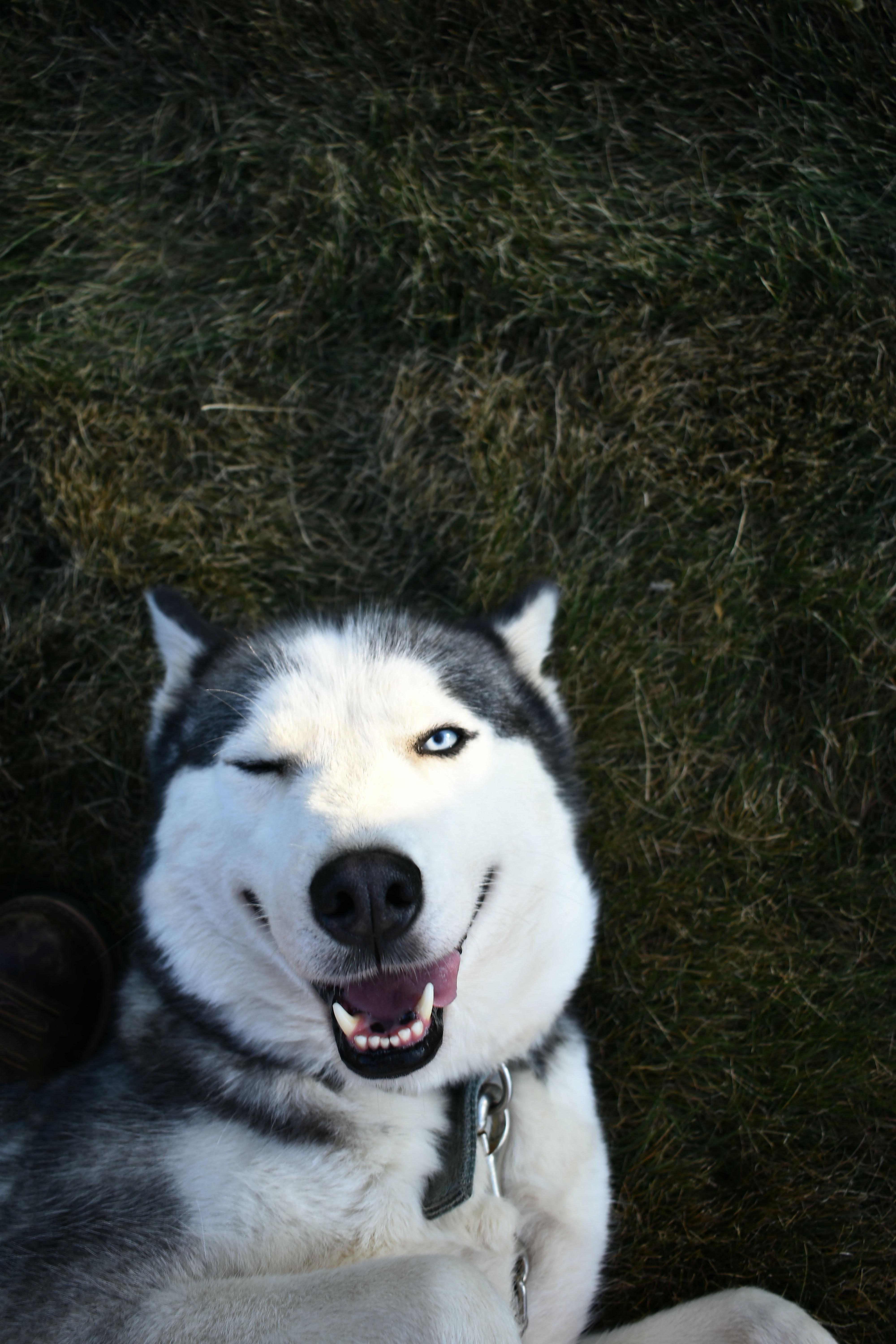 4000x6000 Siberian Husky Photo, Download Free Siberian Husky & HD Image