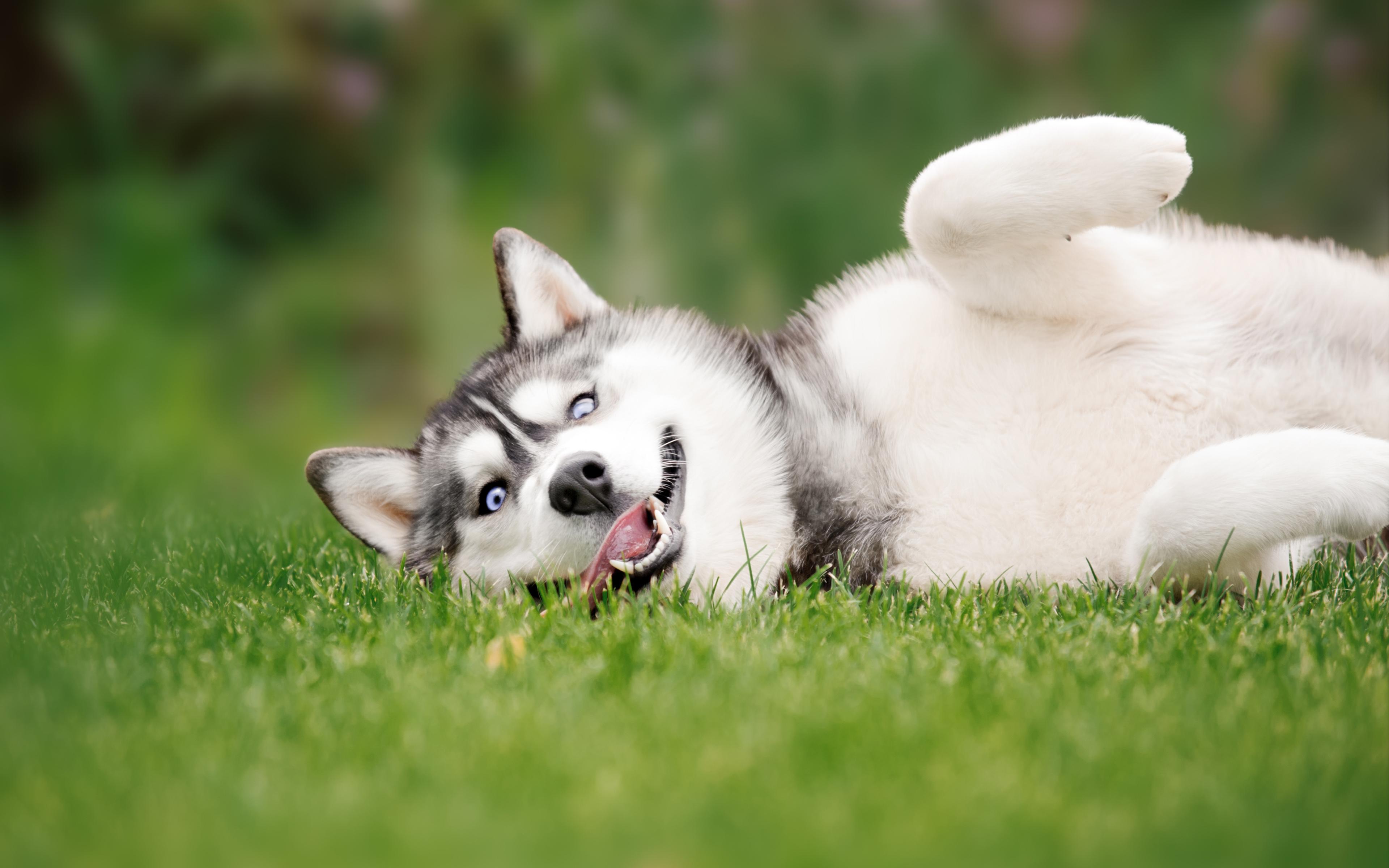 3840x2400 Download wallpaper Husky Dog, 4k, pets, lawn, Siberian Husky, funny dog, cute animals, dogs, Husky for desktop with resolution 3840x2400. High Quality HD picture wallpaper