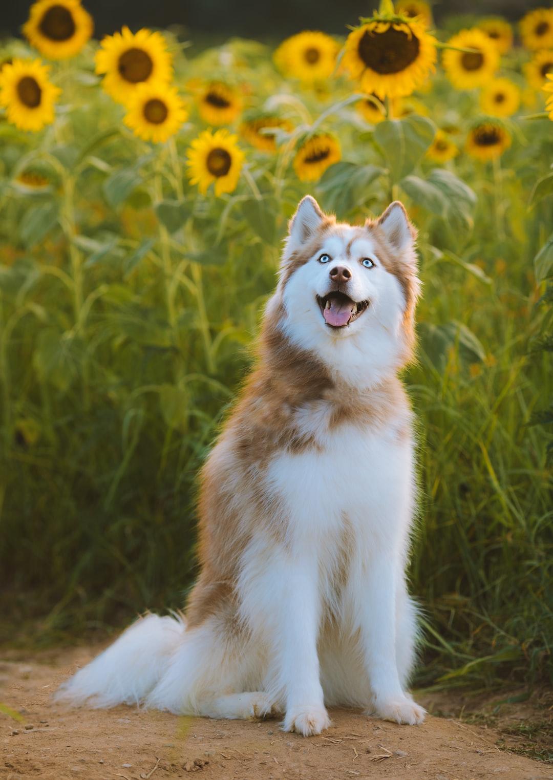 1080x1523 Husky Wallpaper: Free HD Download [HQ]