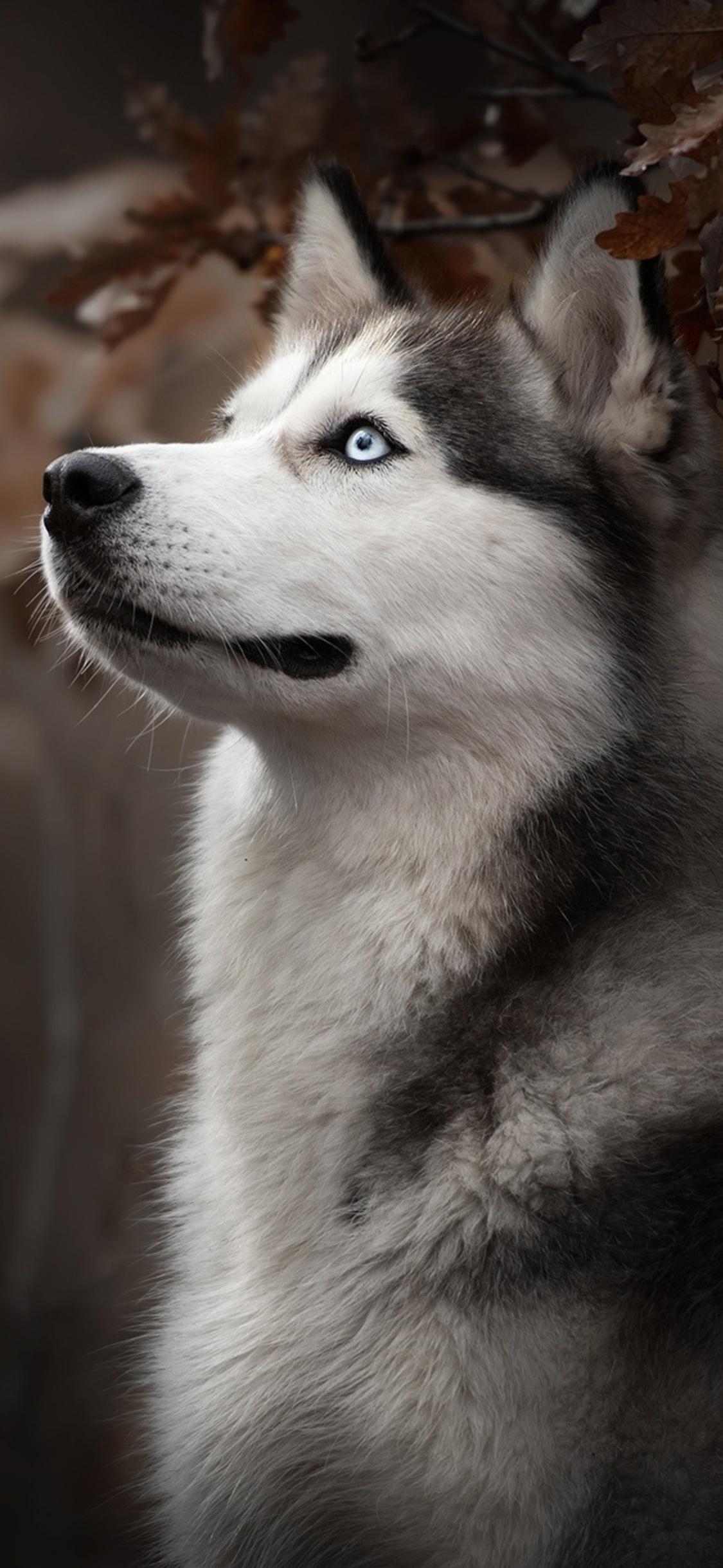 1125x2436 Siberian Husky Dog Breed iPhone XS, iPhone iPhone X HD 4k Wallpaper, Image, Background, Photo and Picture