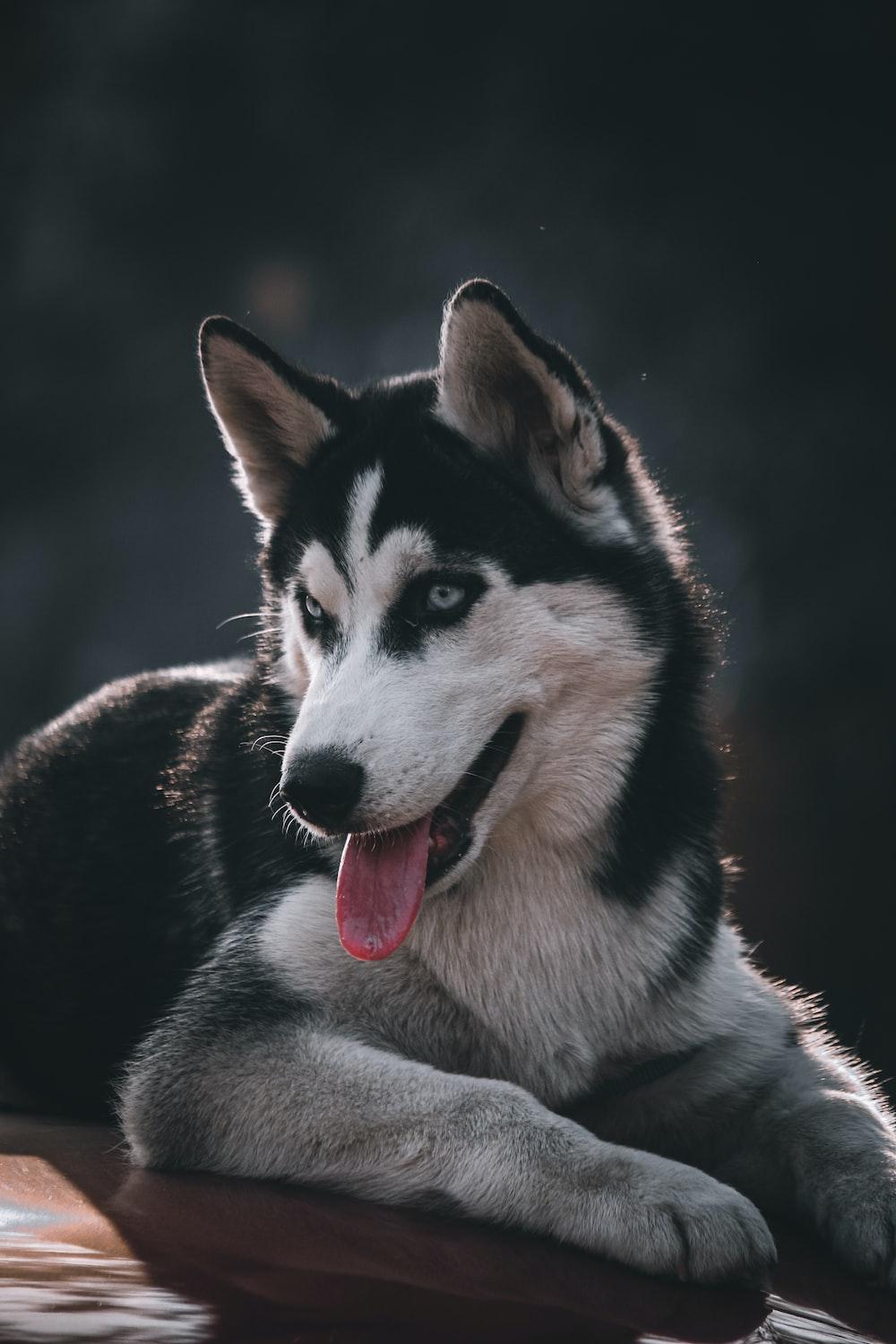 1000x1500 Siberian Husky Wallpaper [HD]. Download Free Image