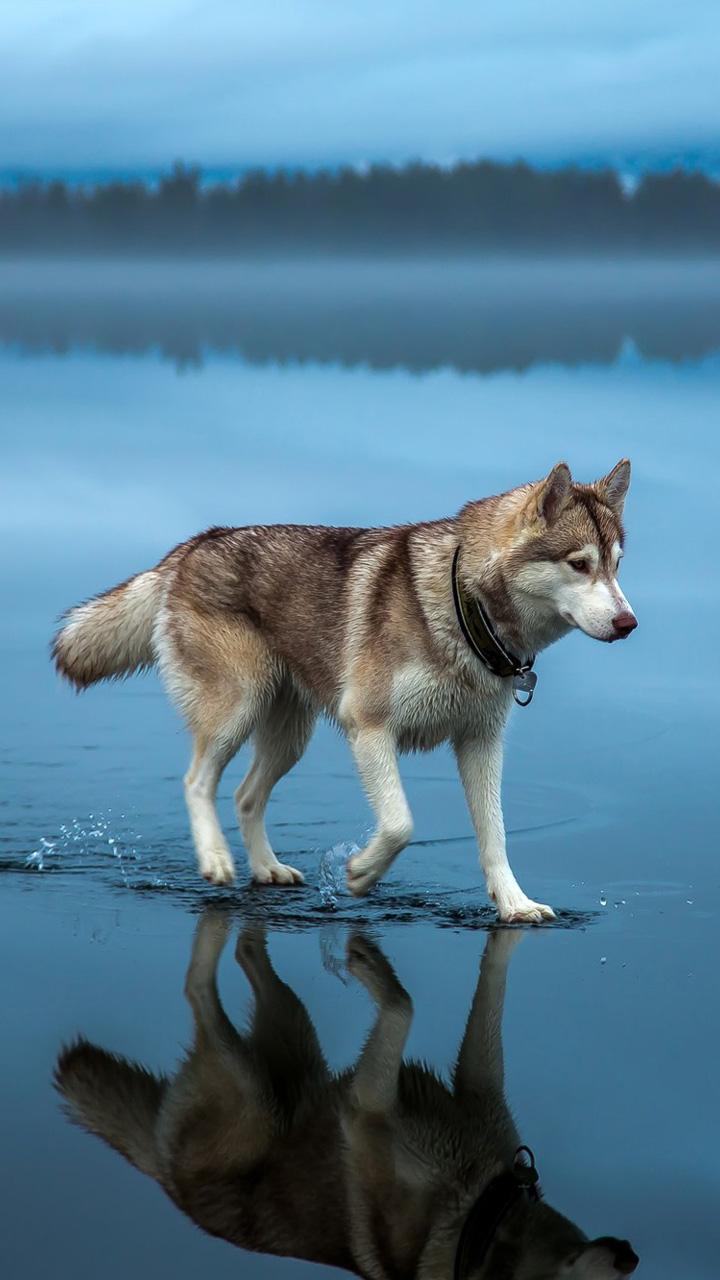 720x1280 Siberian Husky (Water, Walking, Blue) Dog Wallpaper
