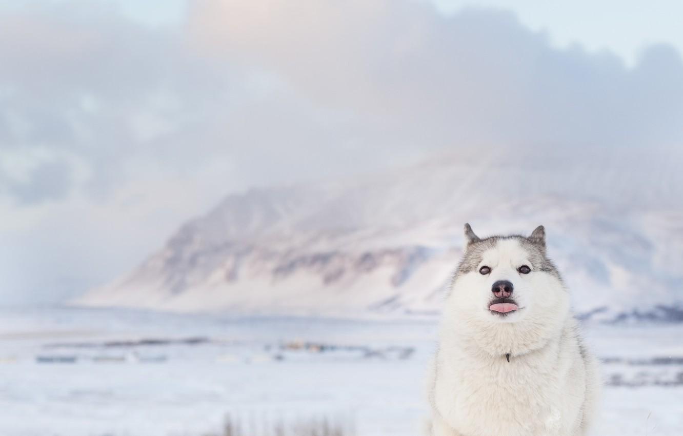 1332x850 Wallpaper beach, sea, ocean, dog, winter, clouds, mountain, snow, seaside, funny, husky image for desktop, section собаки
