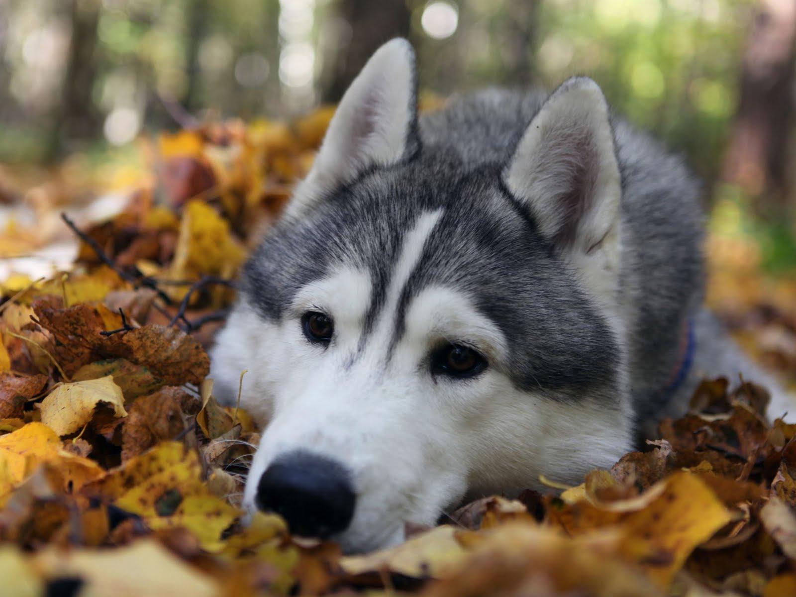 1600x1200 Download Free Siberian Husky Wallpaper