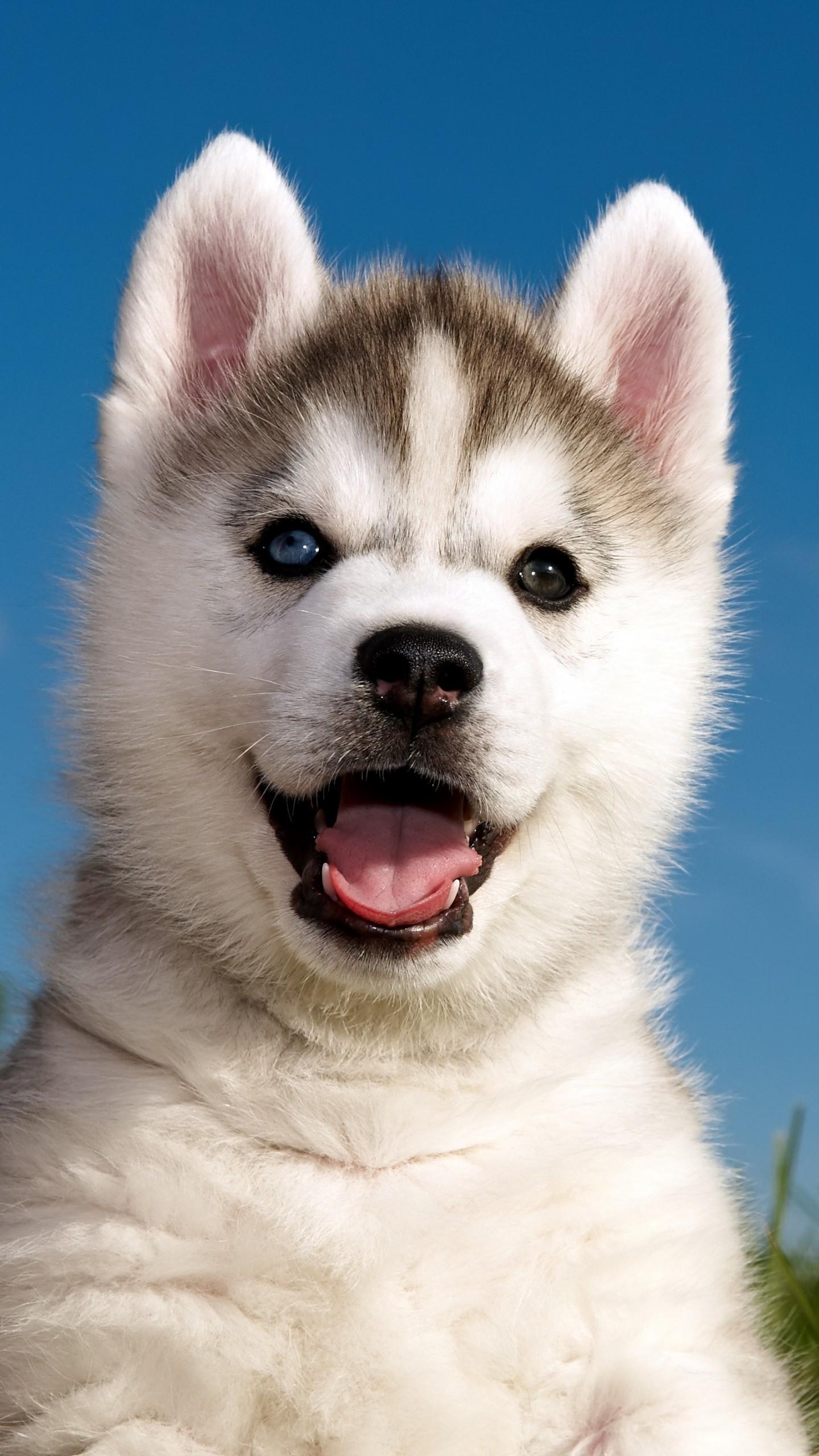 1440x2560 Wallpaper Husky, puppy, funny animals, cute animals, 4k, Animals