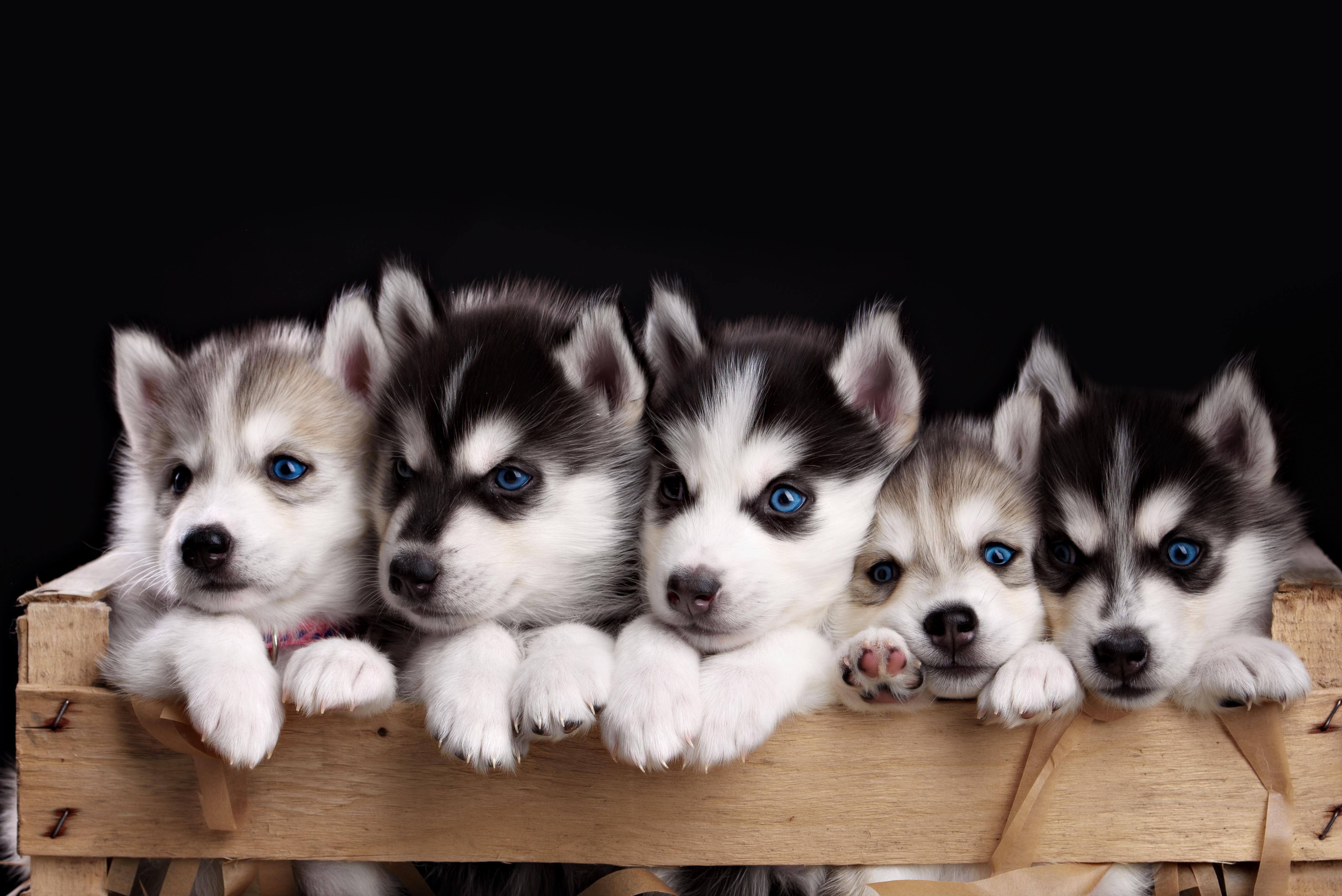 4854x3240 4K Husky Wallpaper and Background Image
