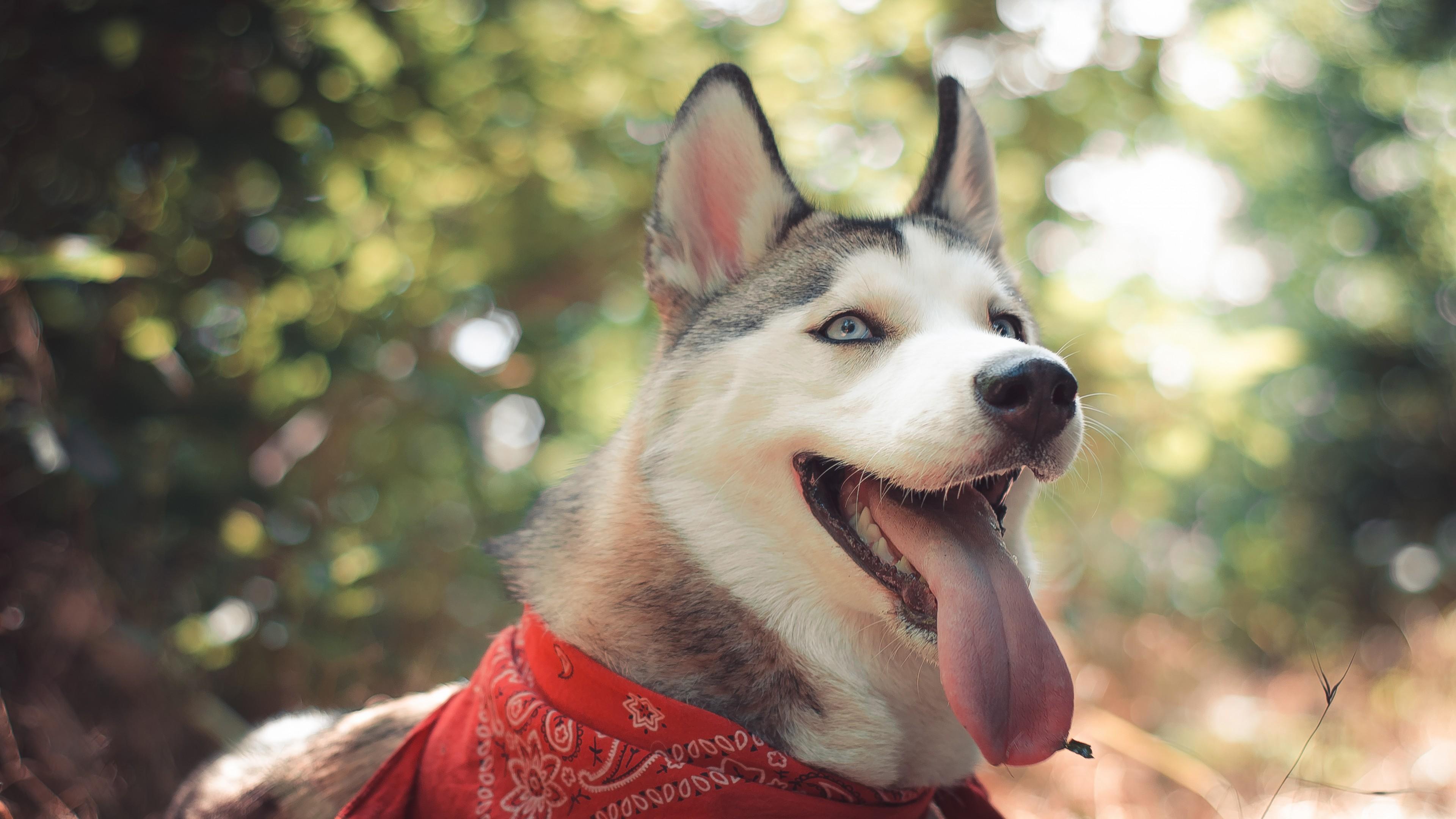 3840x2160 Wallpaper / Husky, dog, cute animals, funny free download