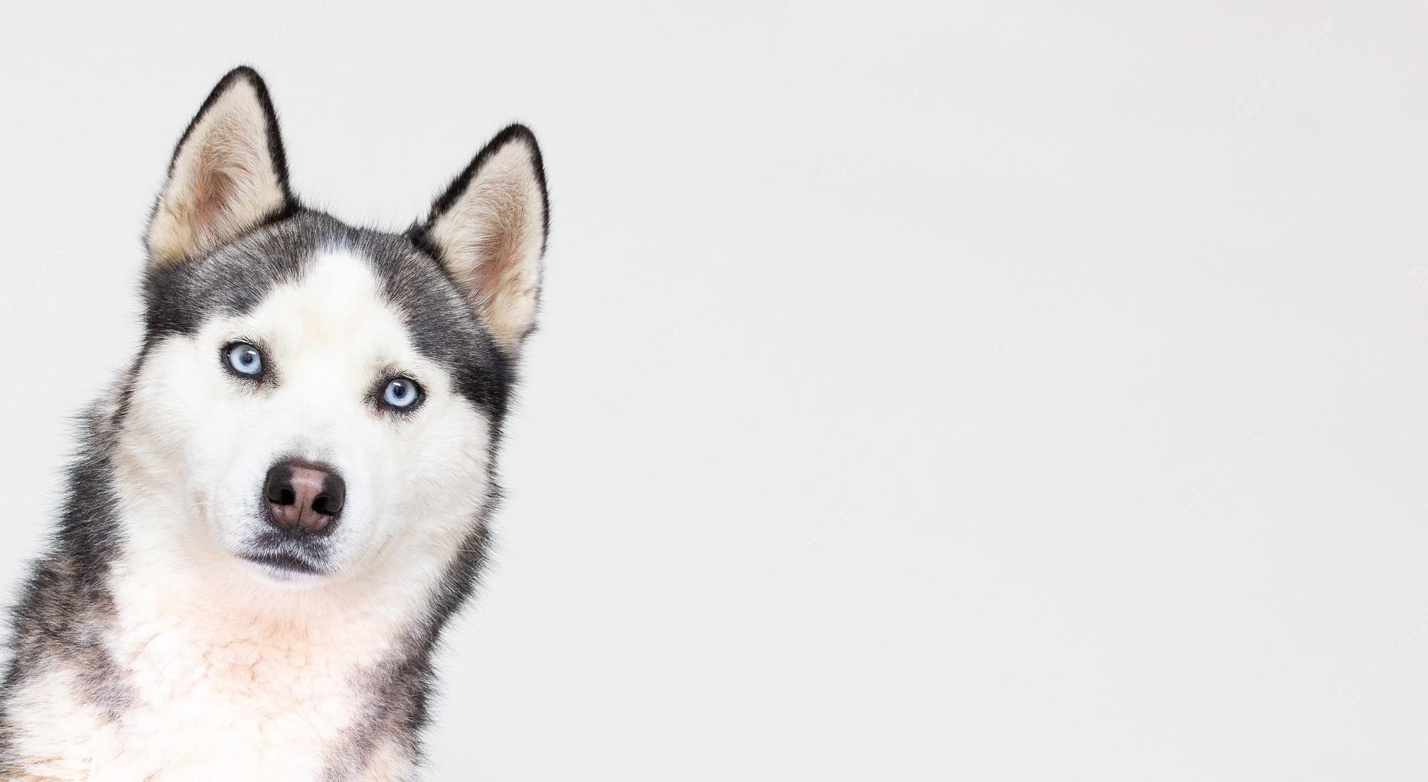 2000x1096 Premium Photo. Portrait of young beautiful funny husky dog sitting on white isolated background
