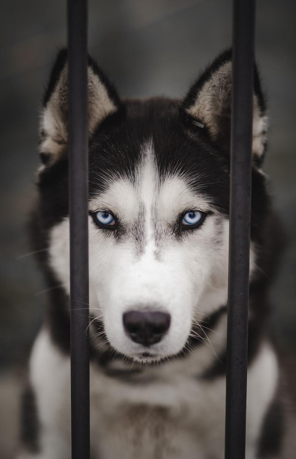 1000x1551 Siberian Husky Wallpaper [HD]. Download Free Image