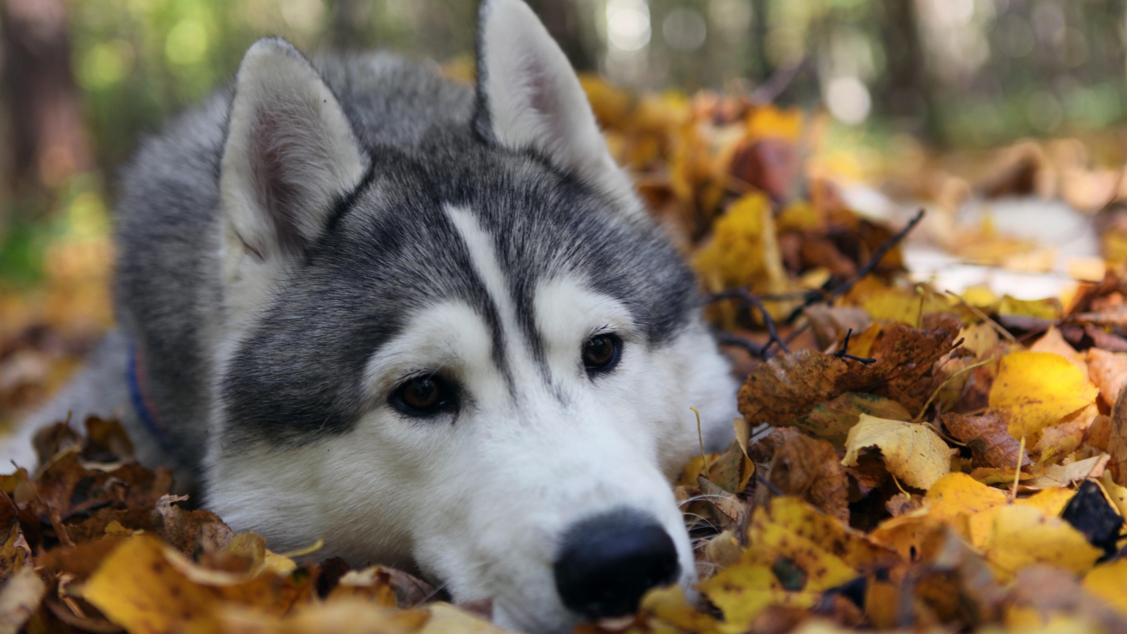 3840x2160 Wallpaper / Husky, dog, cute animals, funny free download