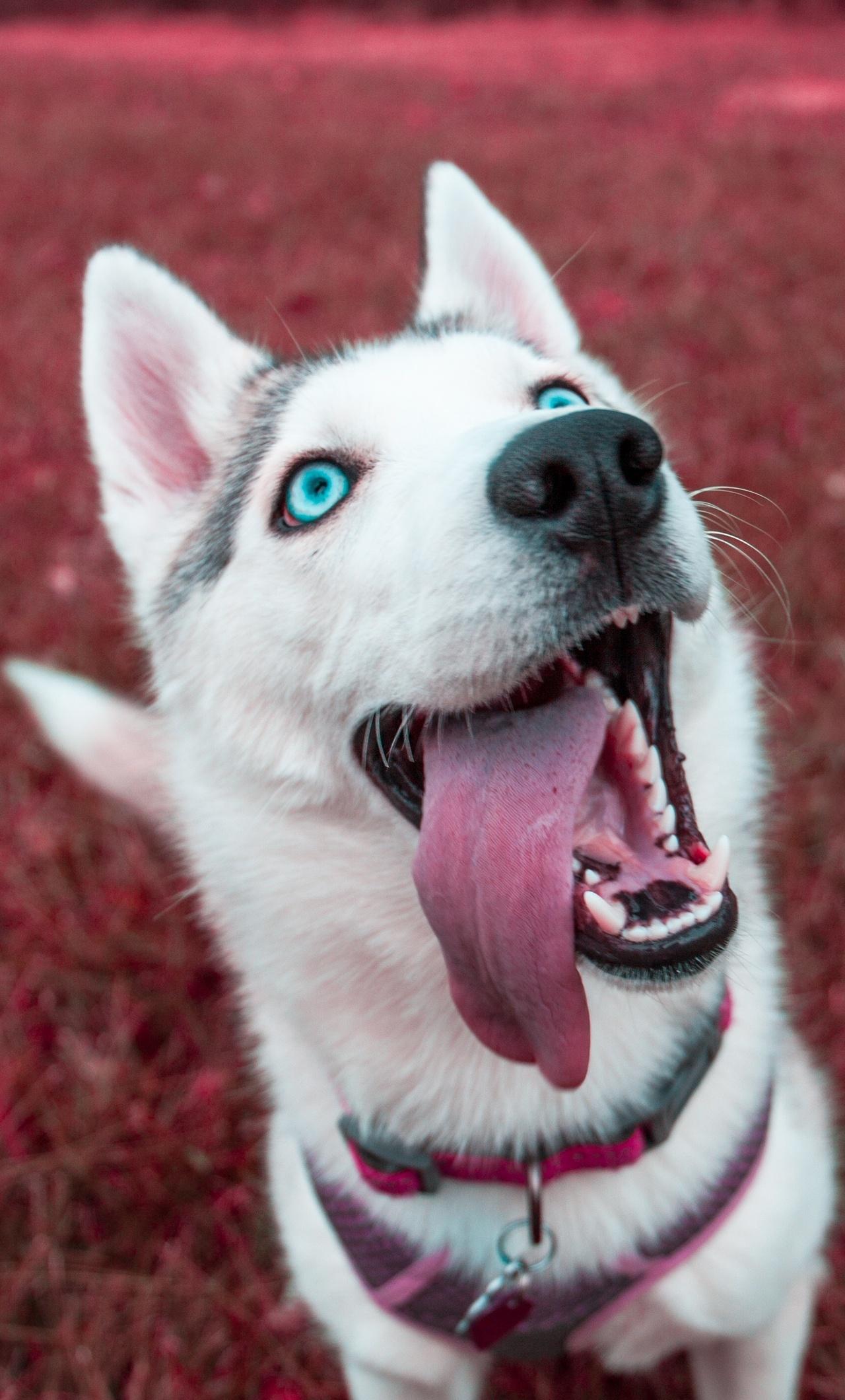 1280x2120 Siberian Husky 4k iPhone HD 4k Wallpaper, Image, Background, Photo and Picture