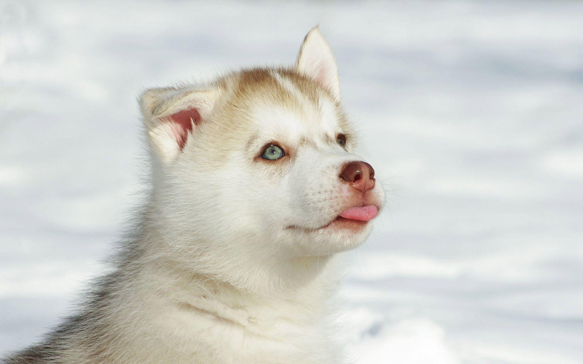 1920x1200 Cute Huskies Wallpaper