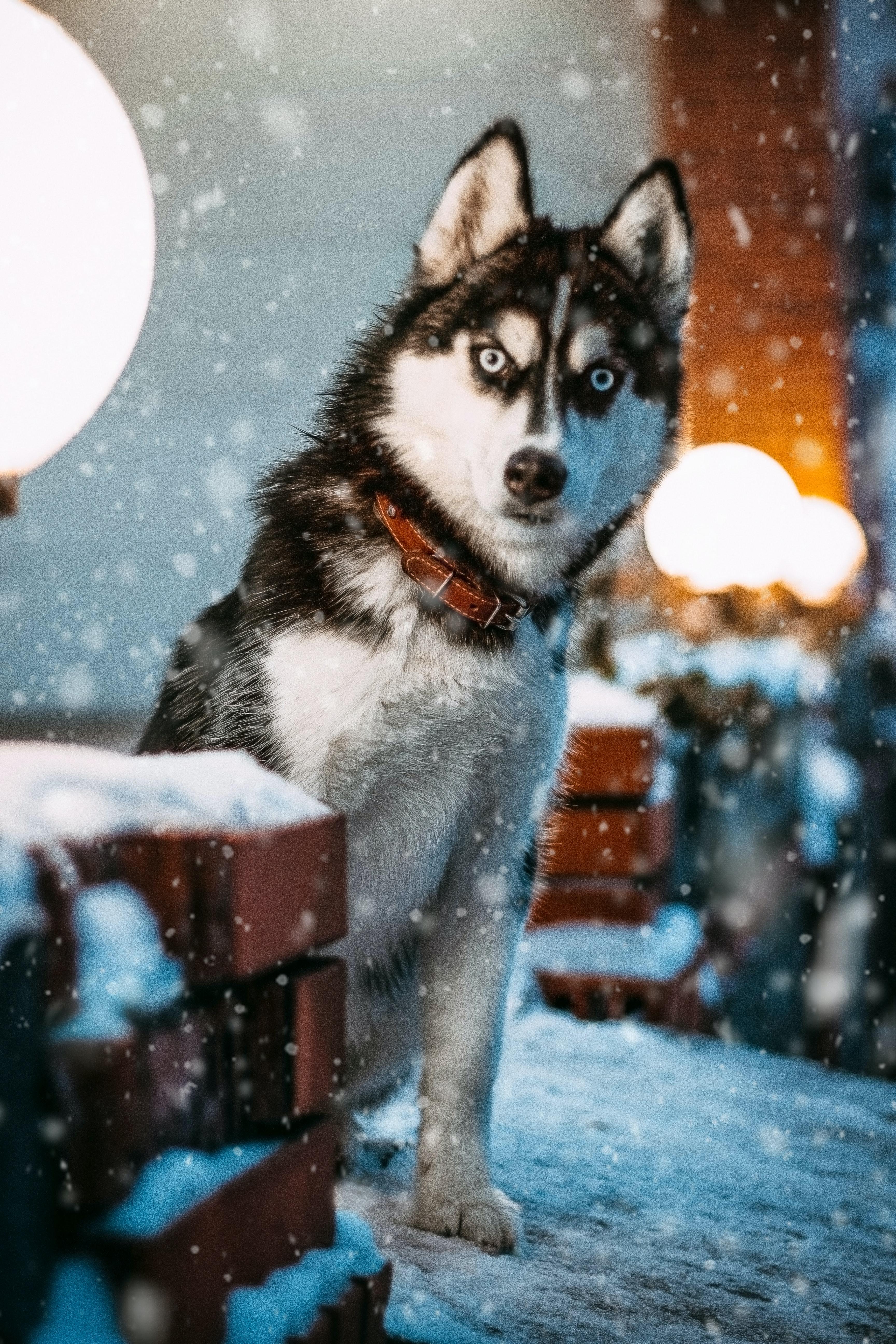 3456x5184 Husky Photo, Download Free Husky & HD Image