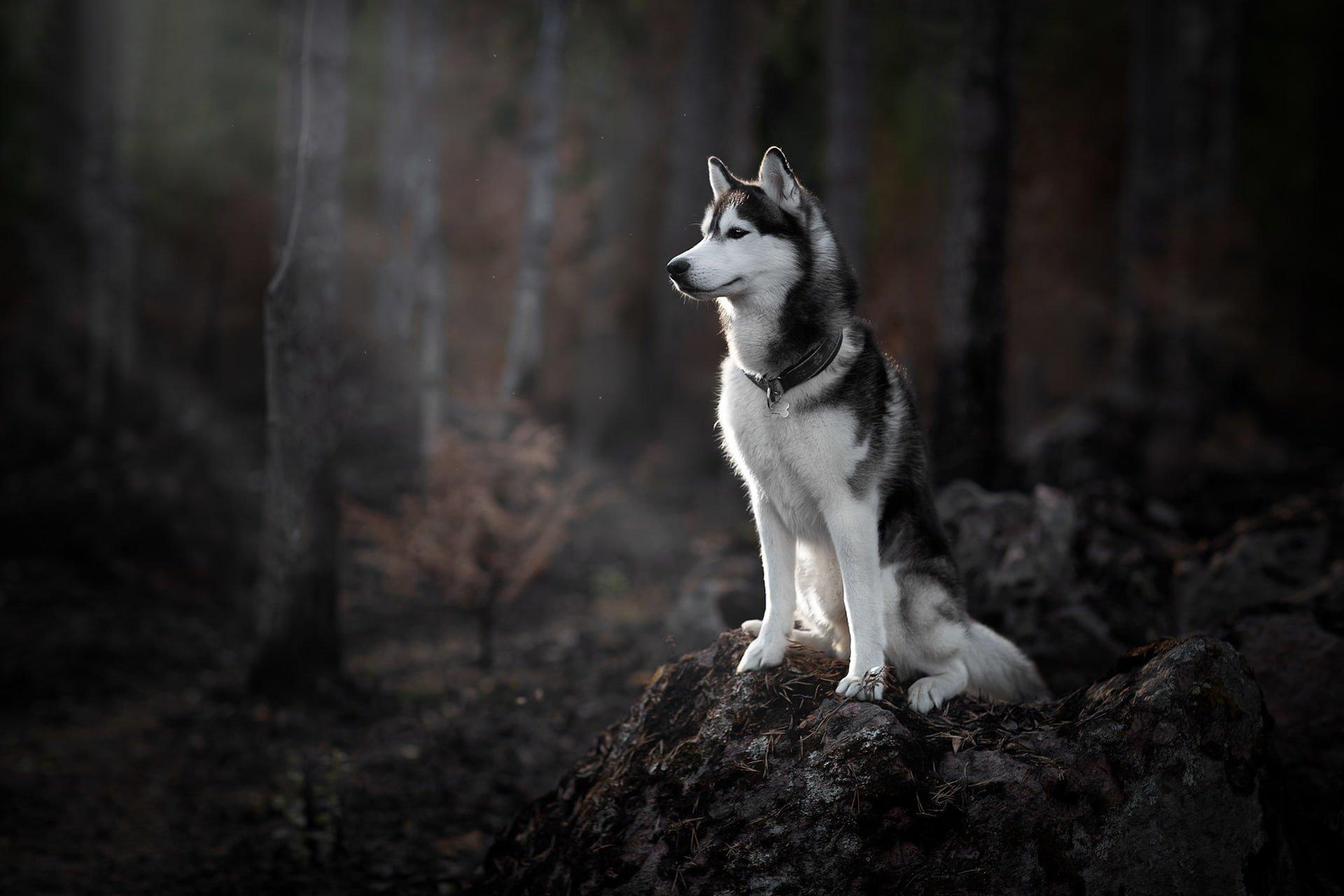 1920x1280 Forest, Dog Wallpaper, Husky • Wallpaper For You