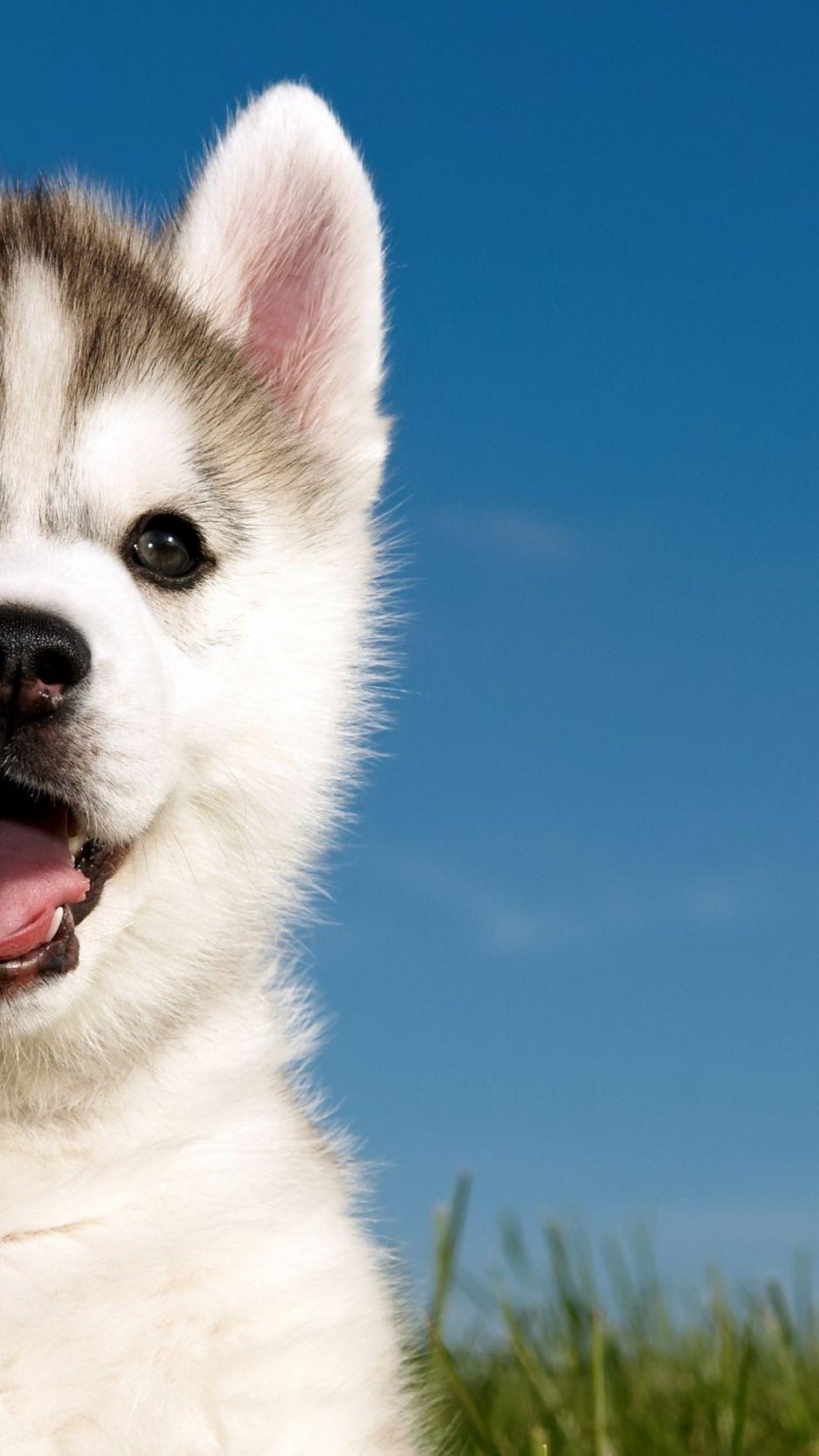 938x1668 Cute Husky Wallpaper