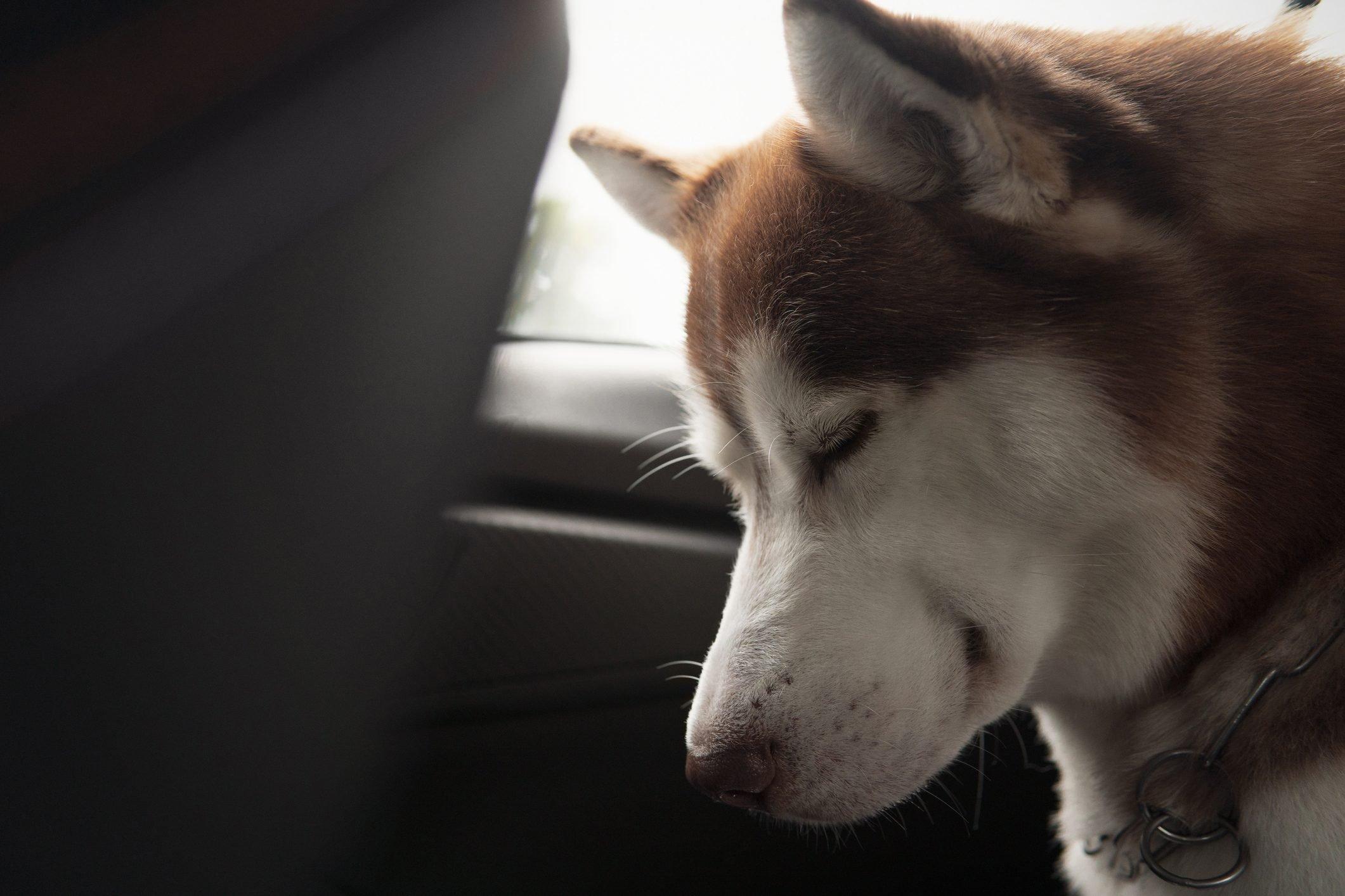 2121x1414 Adorable Husky Picture. Reader's Digest