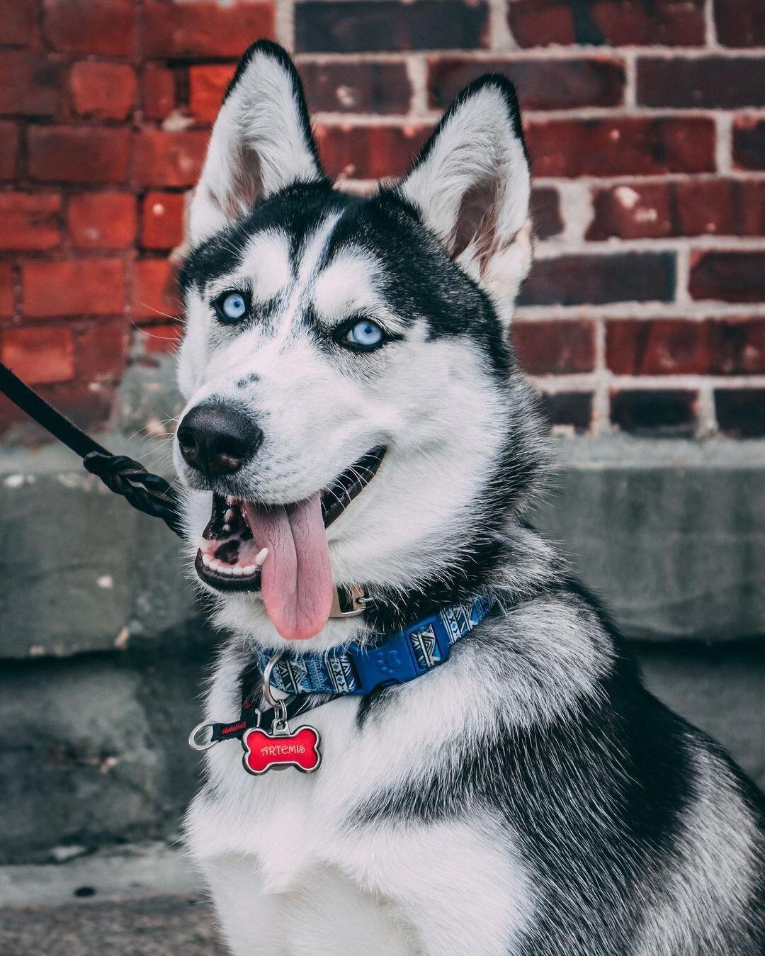 1080x1349 Artemis Husky