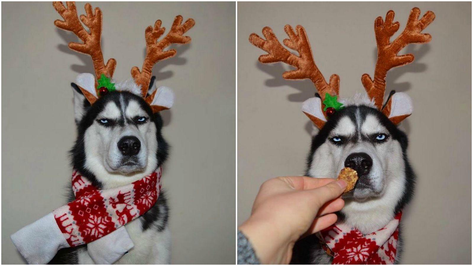 1600x900 Anuko the Huksy Looks Grumpy When Dressed for Christmas