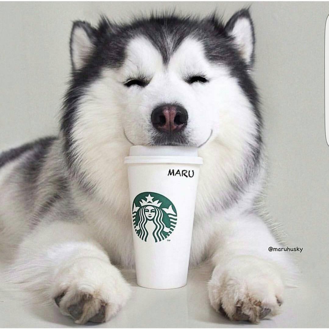 1080x1080 Husky Dog New Logo 2011