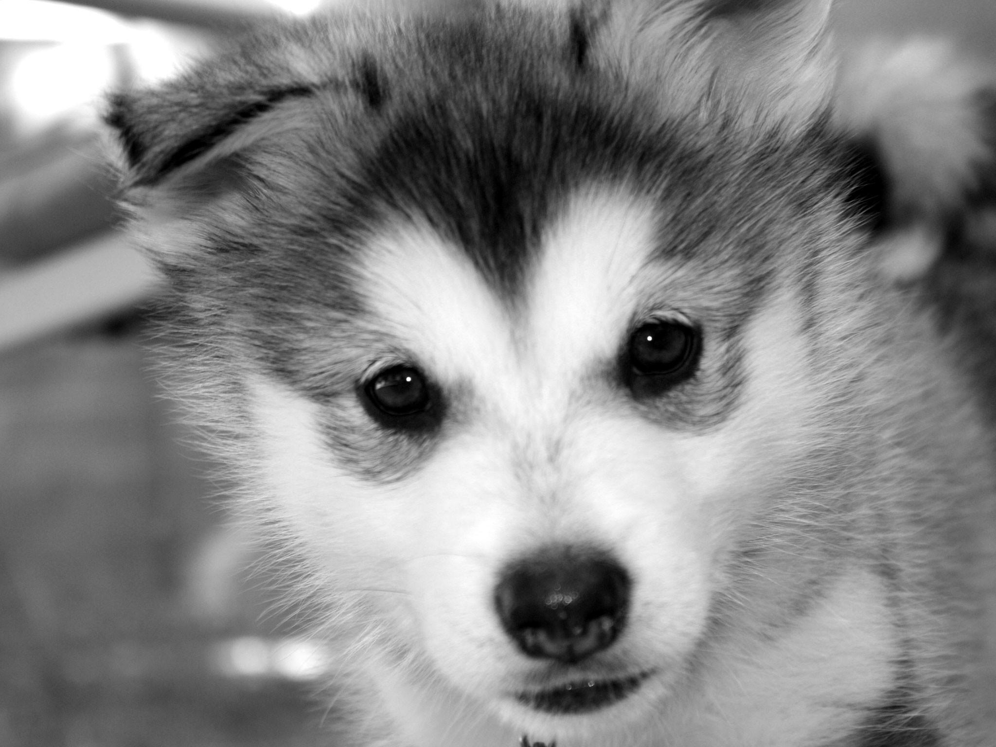2048x1536 Husky Wallpaper