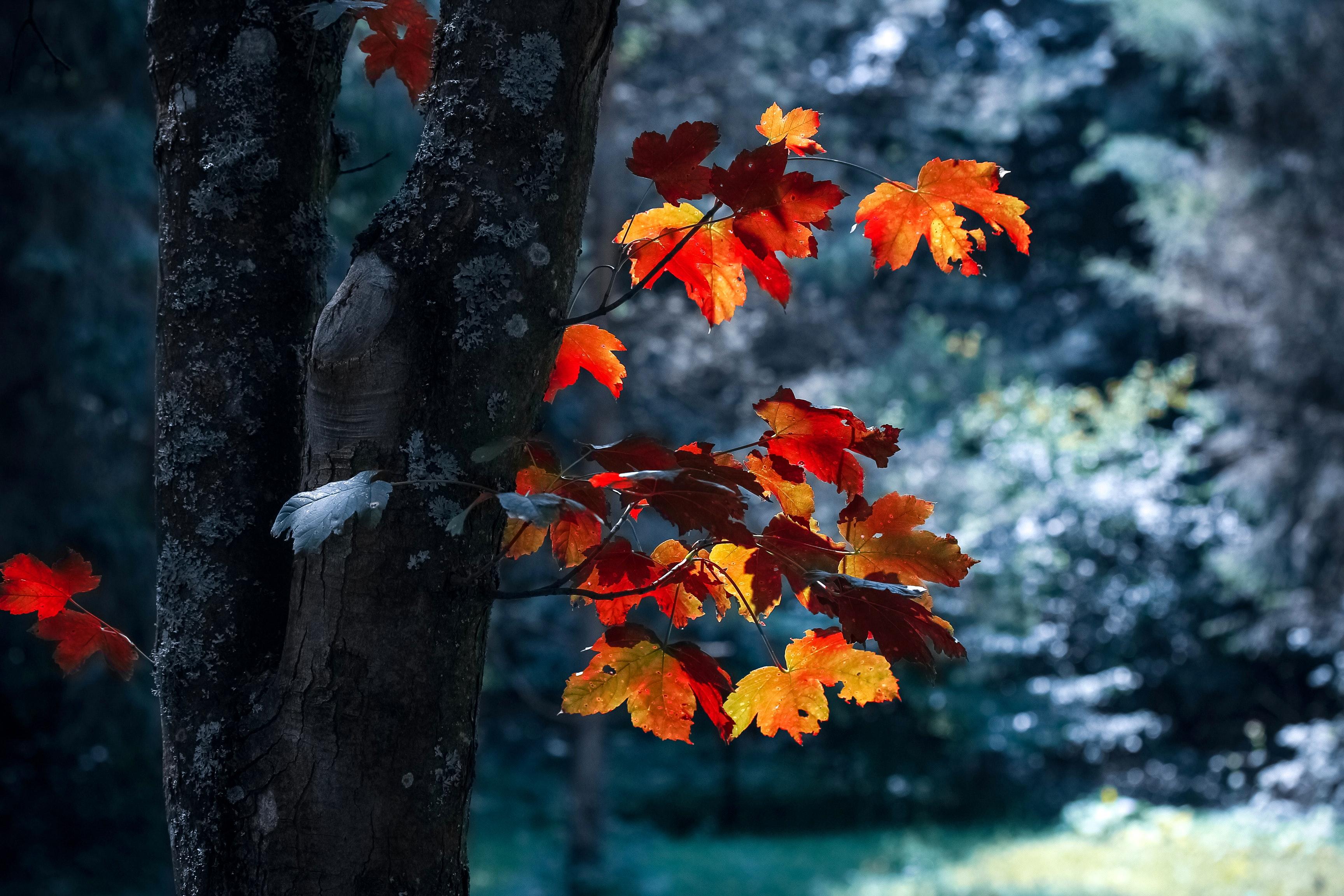 3456x2304 Autumn Wallpaper Photo, Download Free Autumn Wallpaper & HD Image