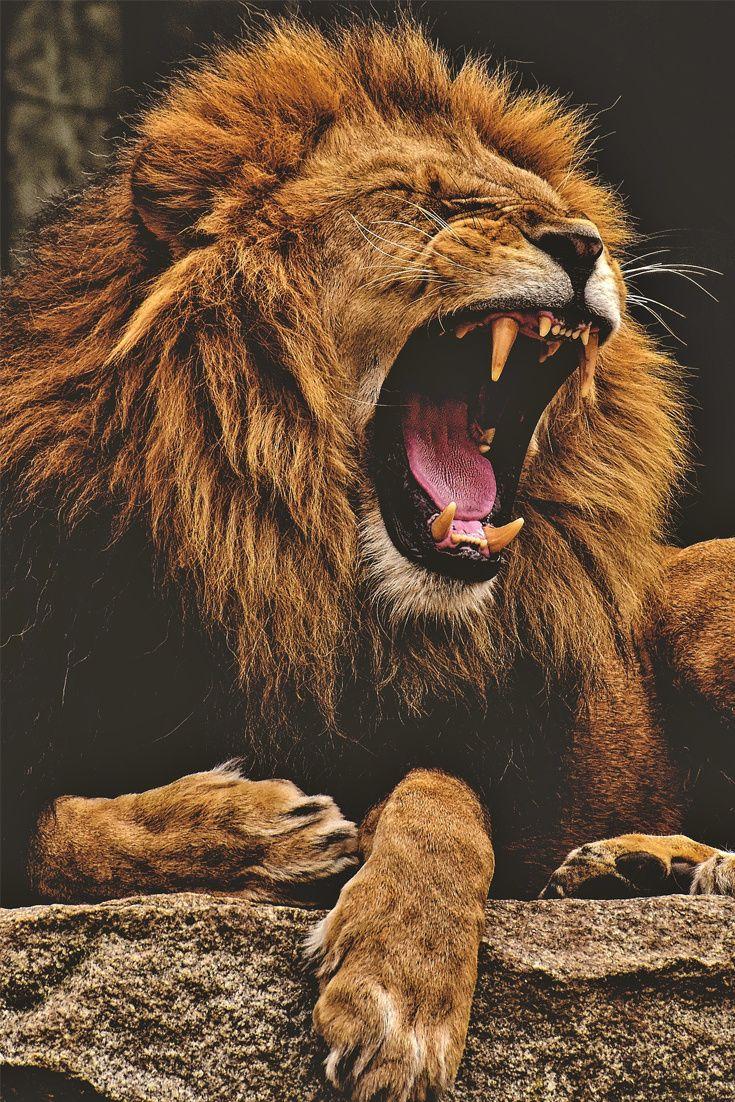 735x1102 Lion Wallpaper