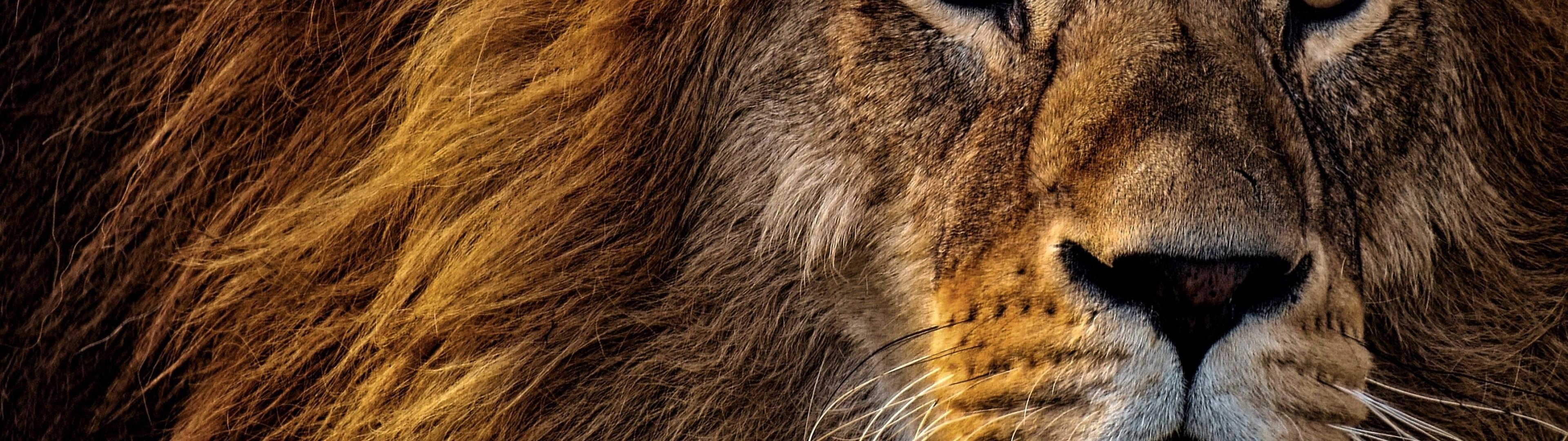 3840x1080 African Lion Wallpaper 4K, Big cat, Dangerous, Wild animal, Portrait, Animals