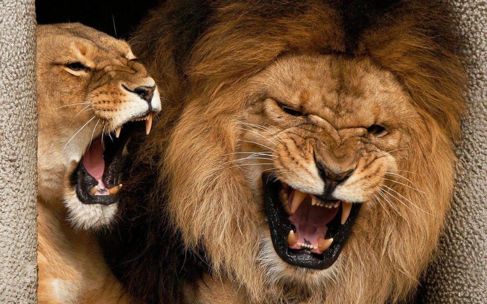 1600x1000 Scary Lions Wallpaper