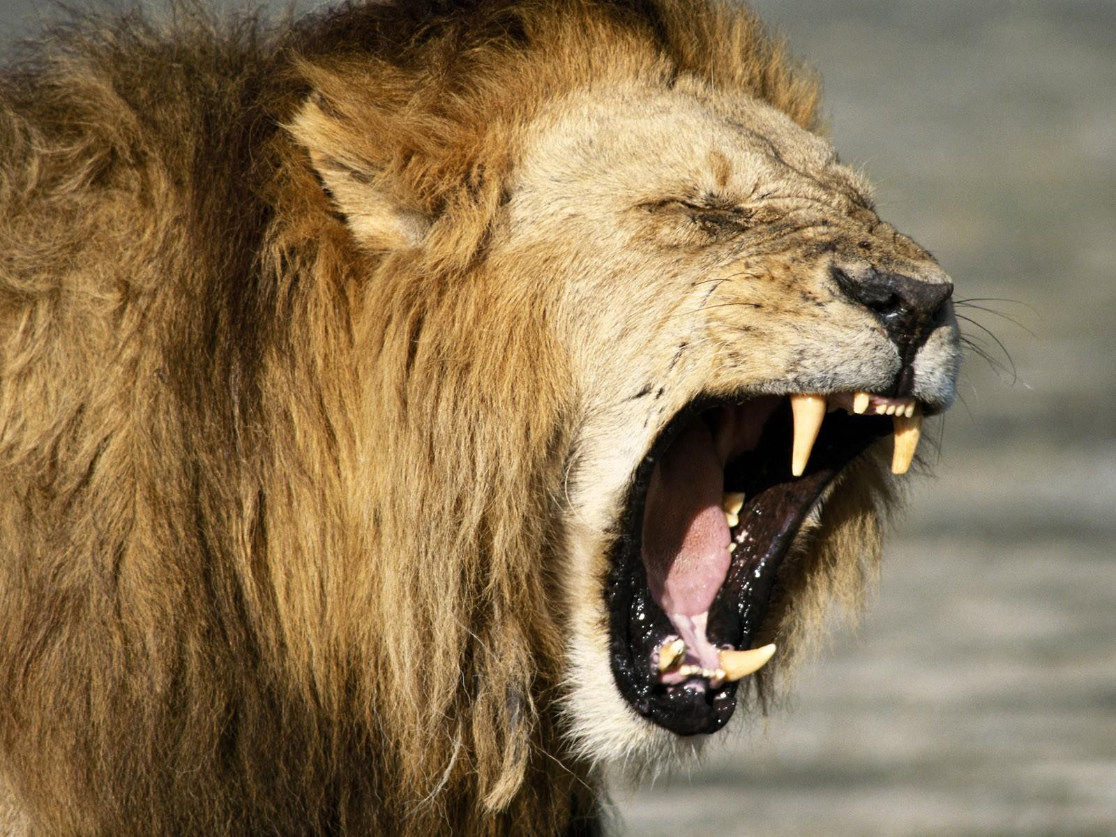 1600x1200 Lion Wallpaper