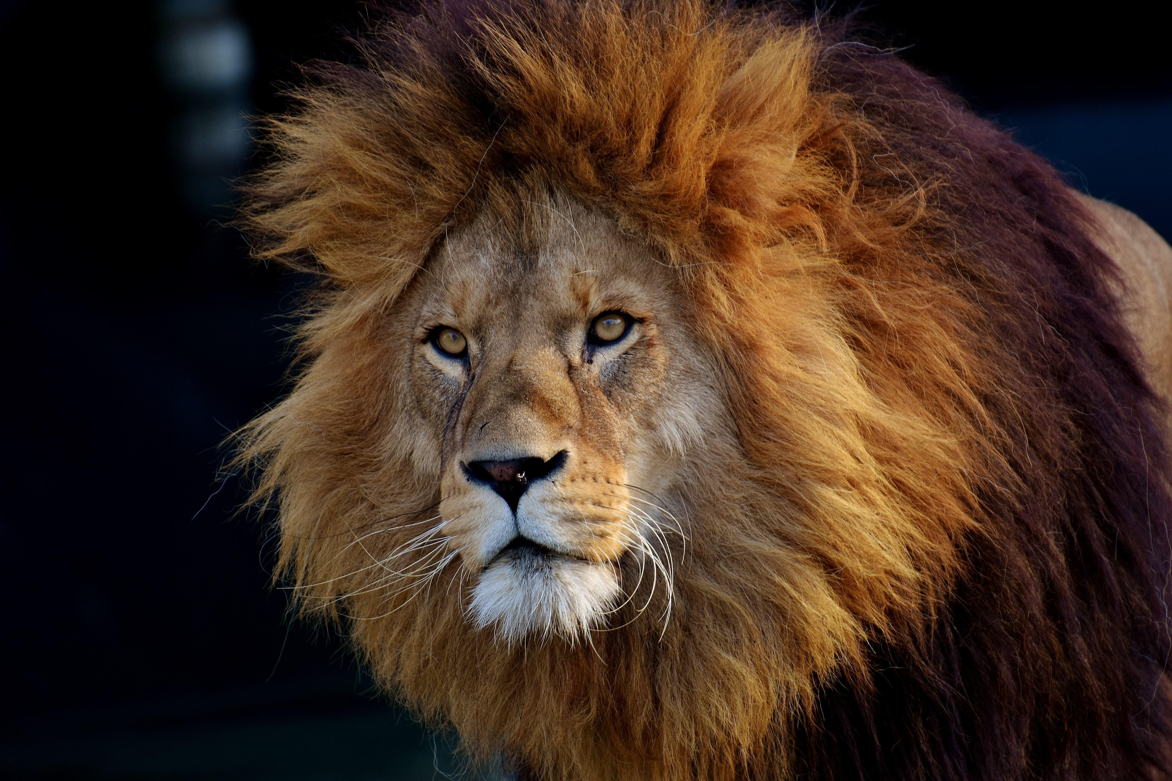 3840x2560 Wallpaper / lion predator dangerous mane cat male zoo 4k wallpaper free download