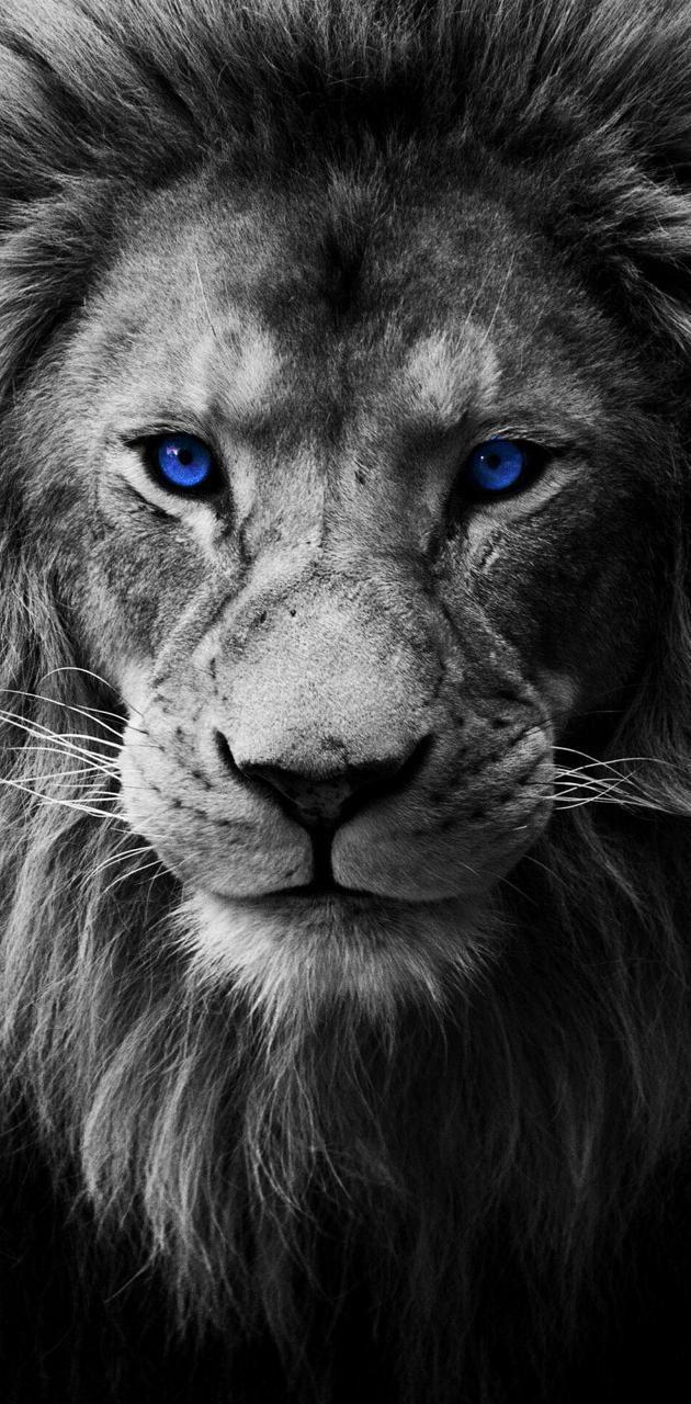 630x1280 Download Lion wallpaper by Beast_chevy05 now. Browse millions of popular blue Wallpap. Lion wallpaper, Lion HD wallpaper, Lion photography