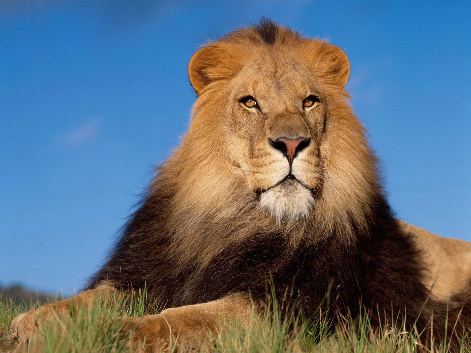 1600x1200 Free download The best top desktop lion wallpaper HD lion wallpaper 3jpeg [1600x1200] for your Desktop, Mobile & Tablet. Explore Lion Wallpaper. White Lion Wallpaper, Cool Lion Wallpaper, Rainbow Lion Wallpaper