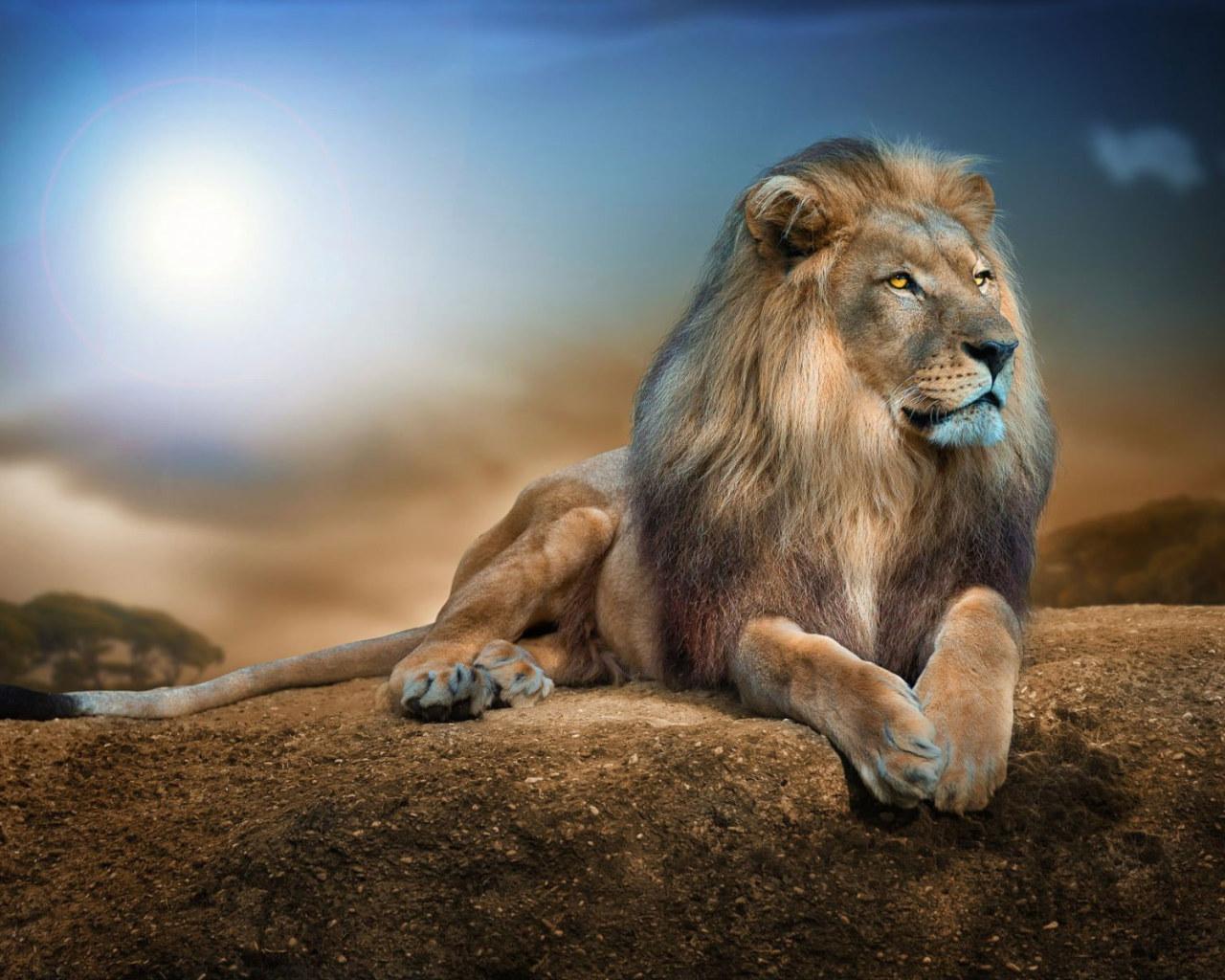 1280x1024 Lion Animal Wallpaper, Animals, Nature, Wildlife, Rock, Digital Art, Big Cats • Wallpaper For You
