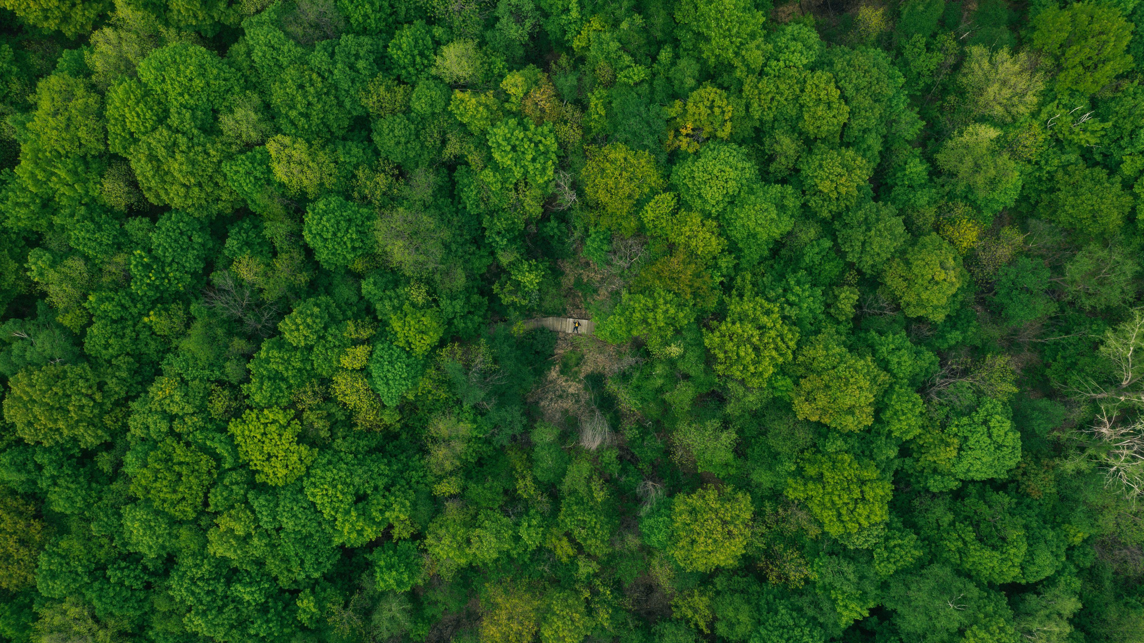 3840x2160 Download wallpaper 3840x2160 forest, aerial view, green, trees, treetops 4k uhd 16:9 HD background