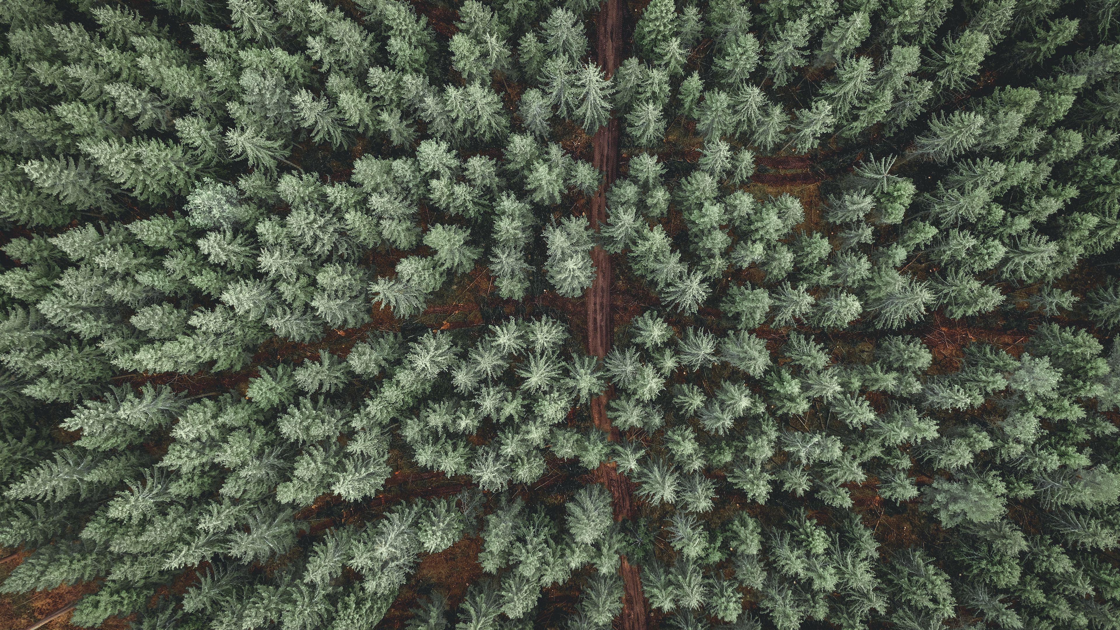 3840x2160 Wallpaper / forest, road, aerial view, pine trees, treetops, 4k free download