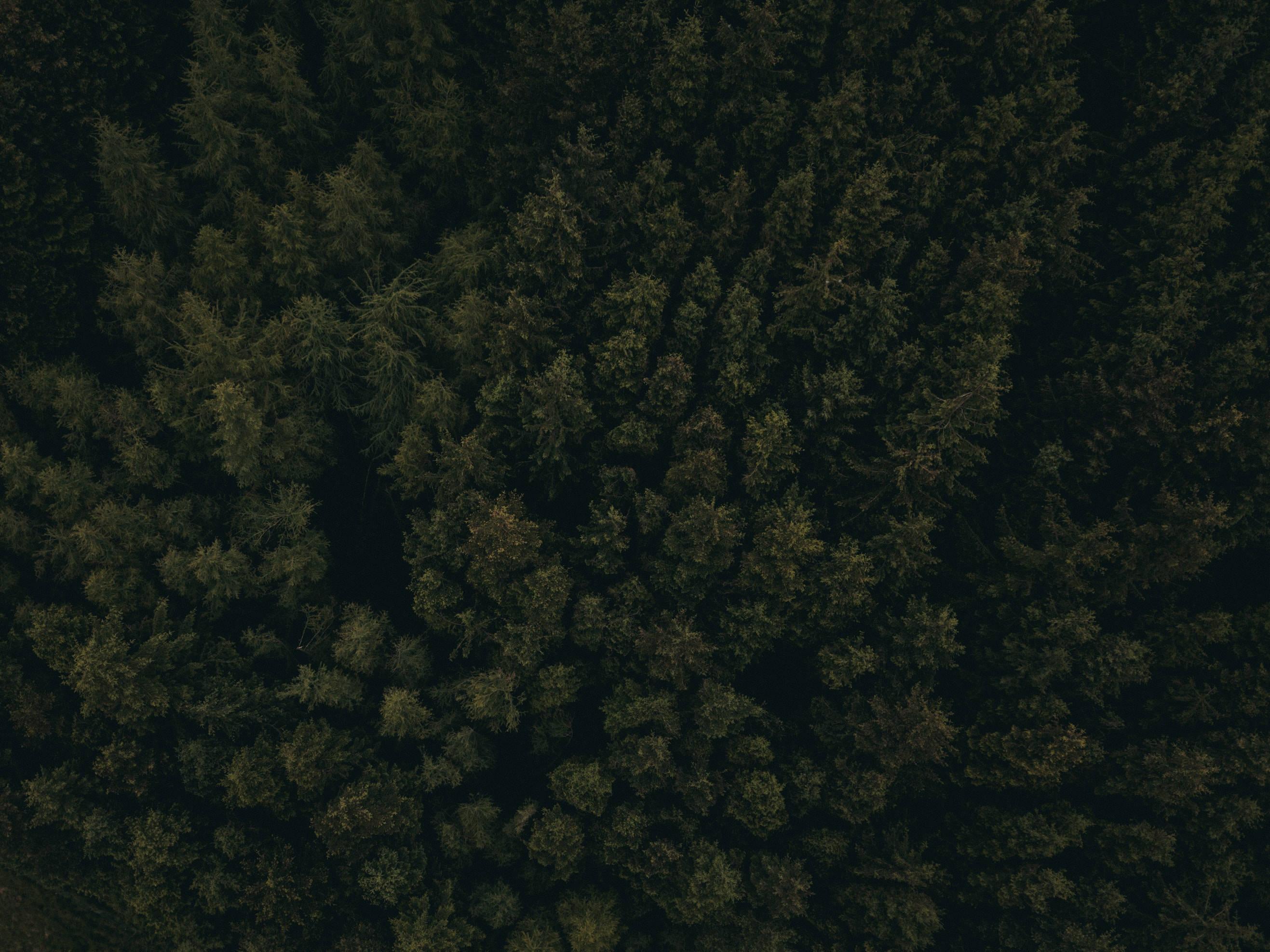 2634x1974 Download Dark Forest Aerial View Wallpaper
