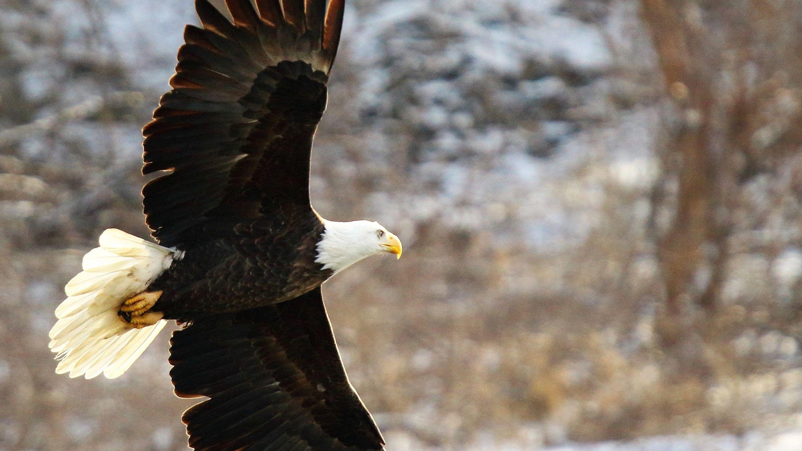 2560x1440 Download Wallpaper 2560x1440 Bald eagle threats, Bald eagle totem
