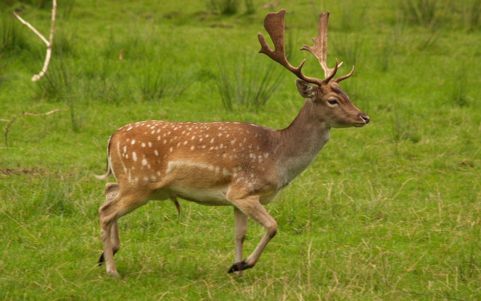 1920x1200 Download Wallpaper 1920x1200 Deer ears, Deer eyes, Deer farm, Foods